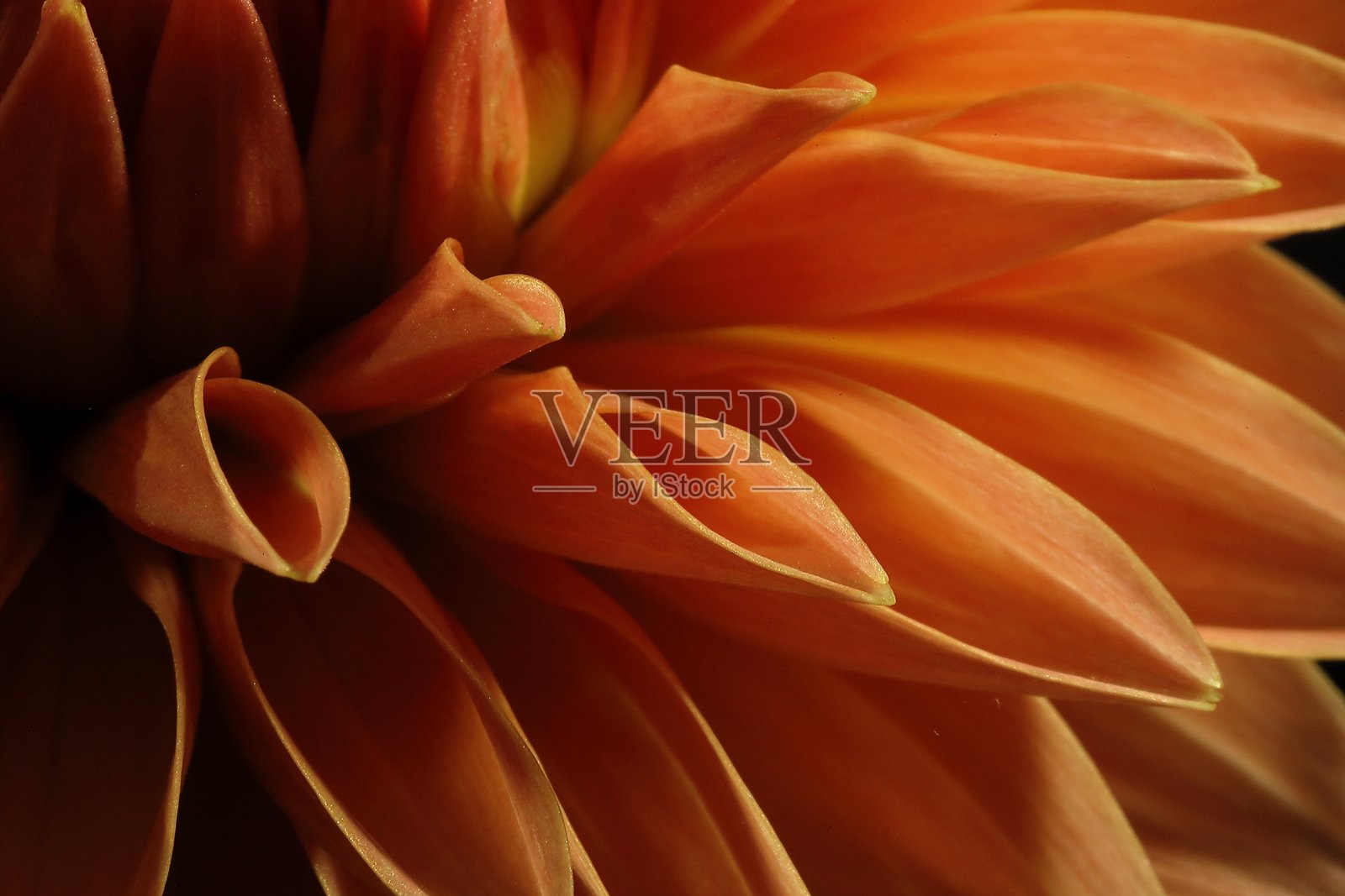 盛开的大丽花照片摄影图片