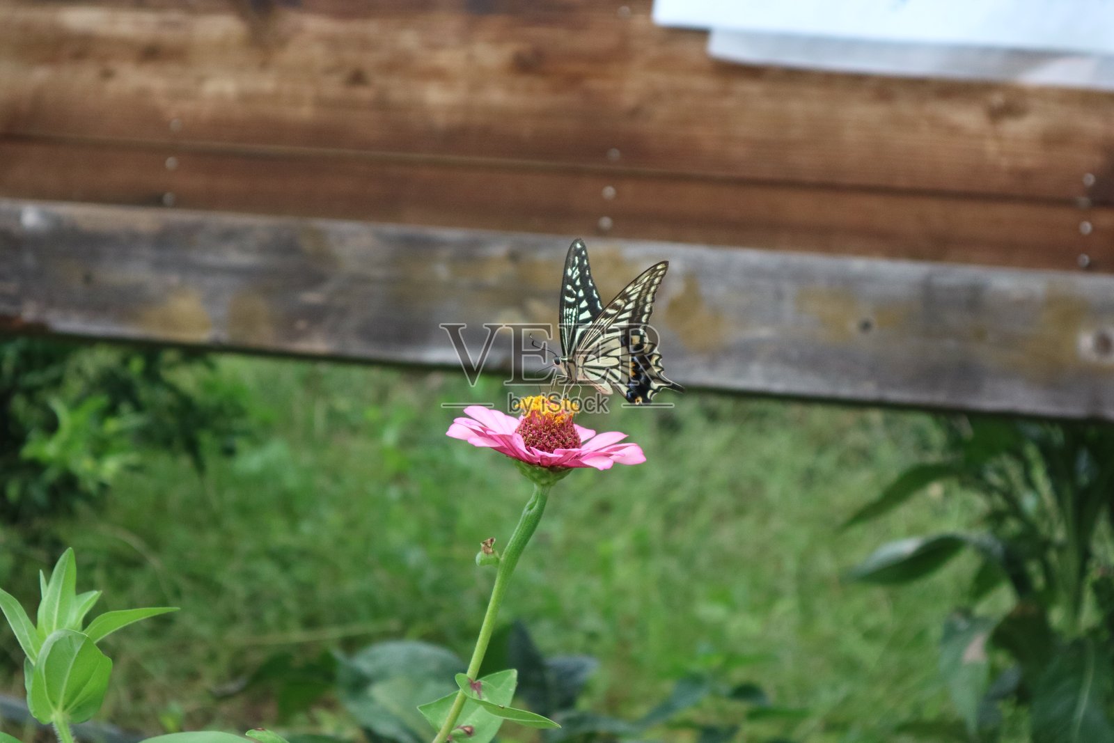 燕尾蝶在红色花朵上吸取花蜜，百日草花照片摄影图片