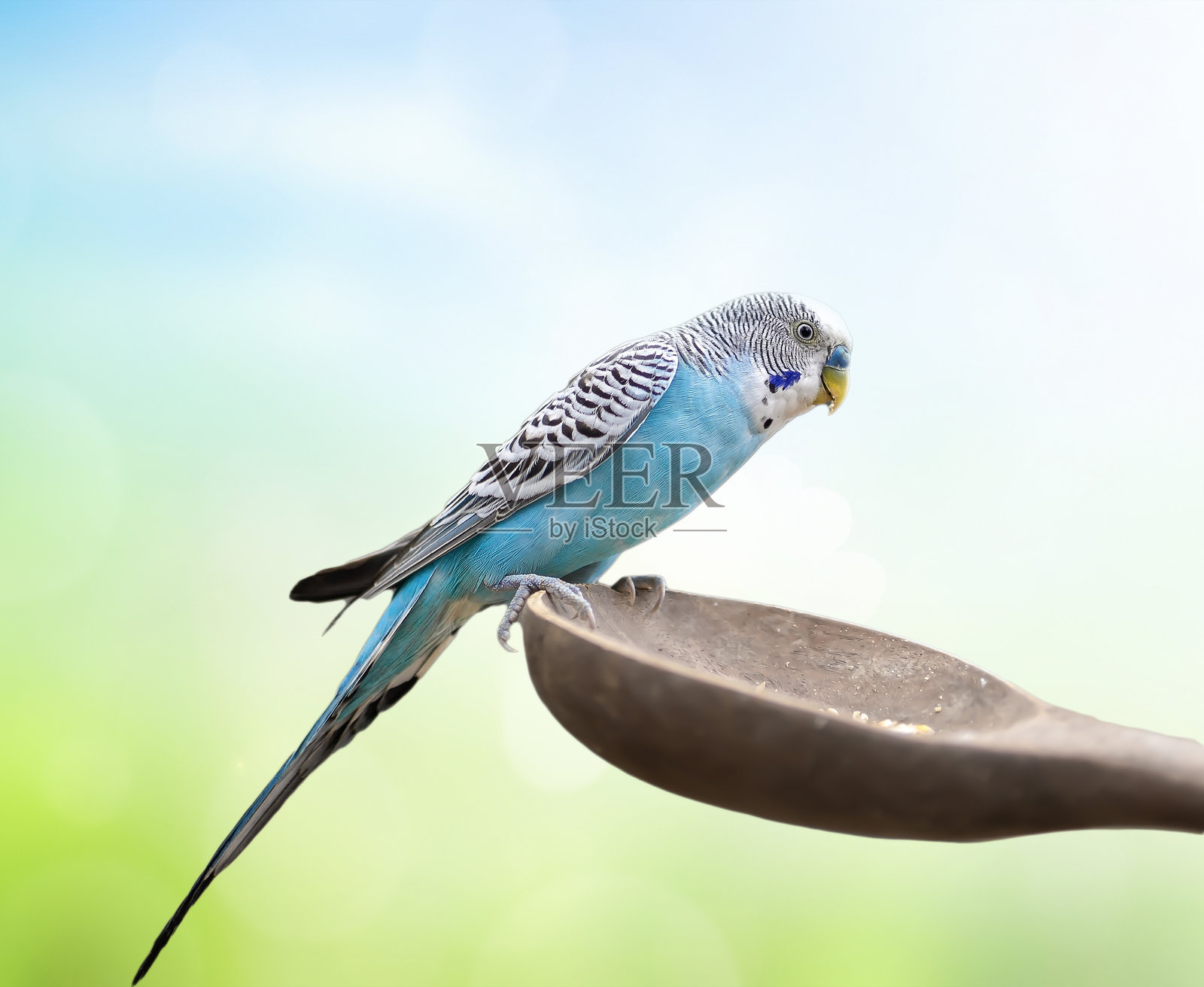 蓝色虎皮鹦鹉坐在木勺上，背景模糊。照片摄影图片