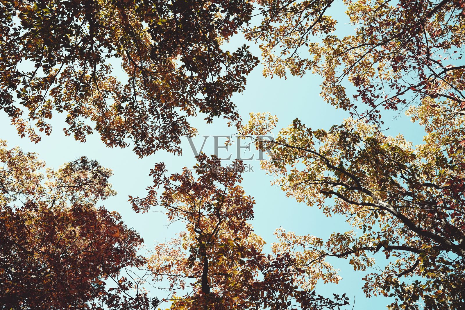 秋天的树木与蓝天相映成趣照片摄影图片