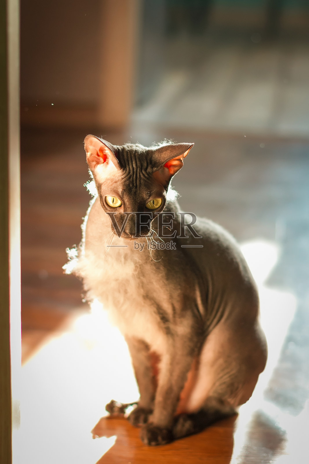 猫照片摄影图片