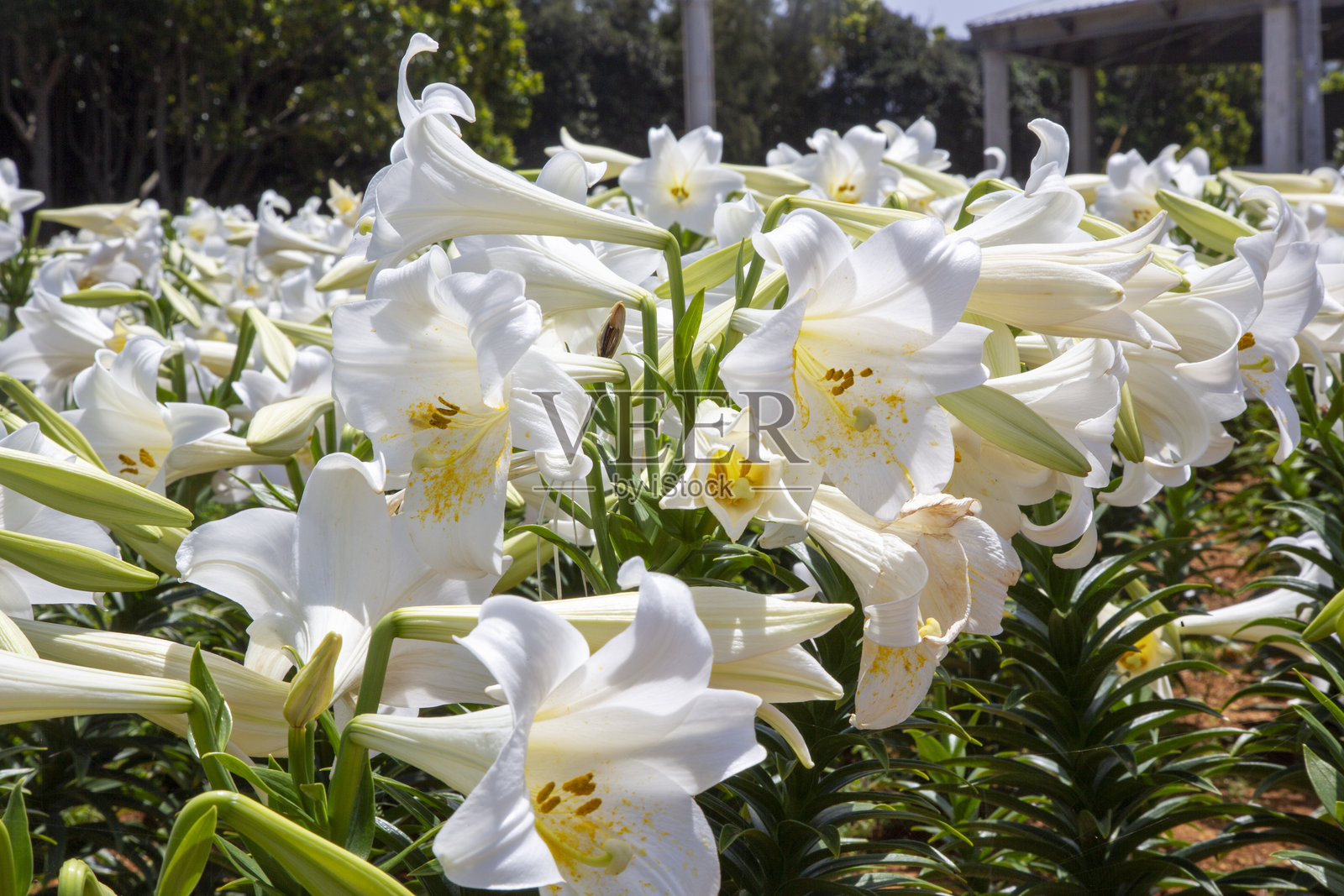 冲绳冲绳岛的特产：百合花照片摄影图片