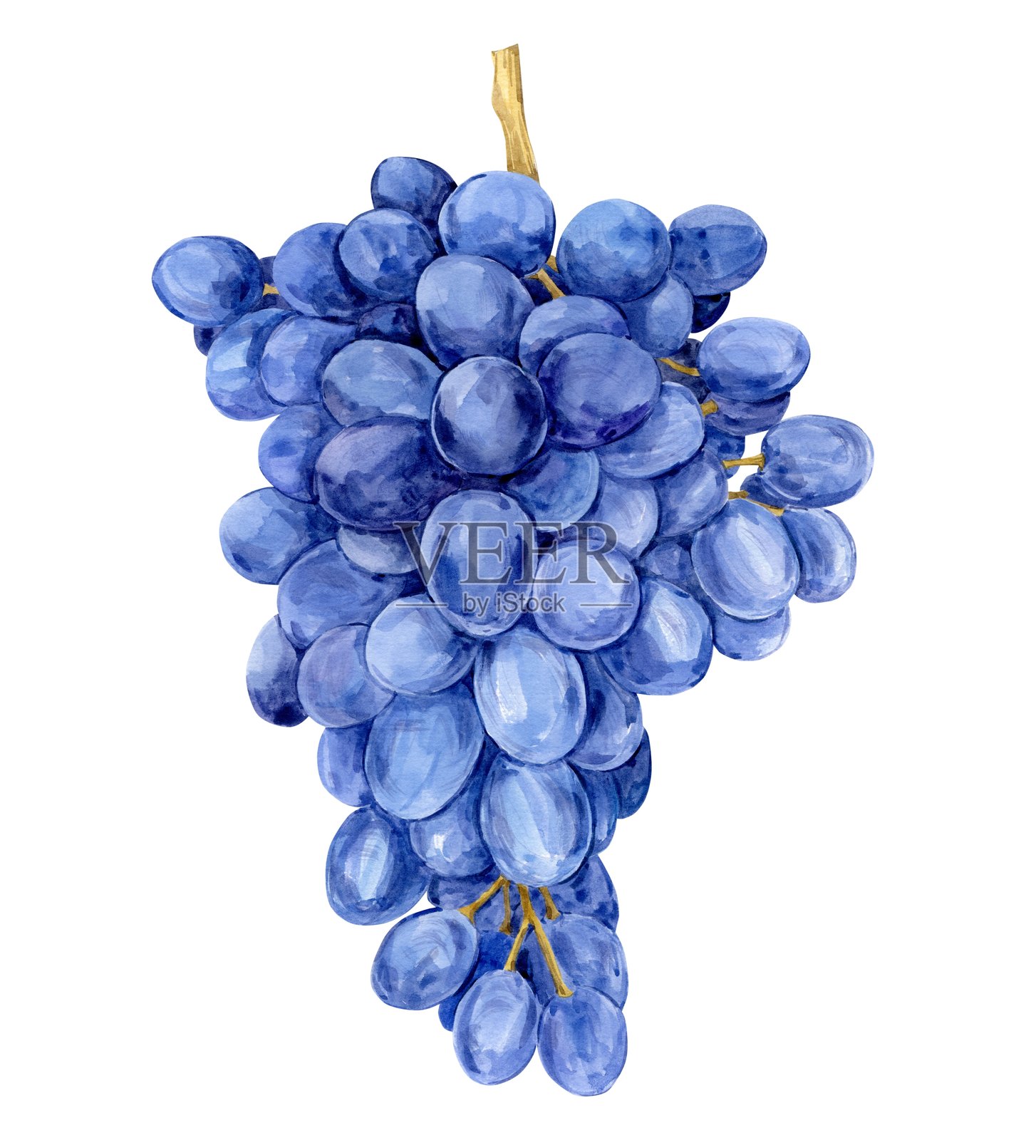 水彩蓝色葡萄。紫色水果的插图，孤立在白色背景上。葡萄象征着葡萄酒、果汁、果酱标签。酒庄、咖啡馆、餐厅的剪贴画。照片摄影图片