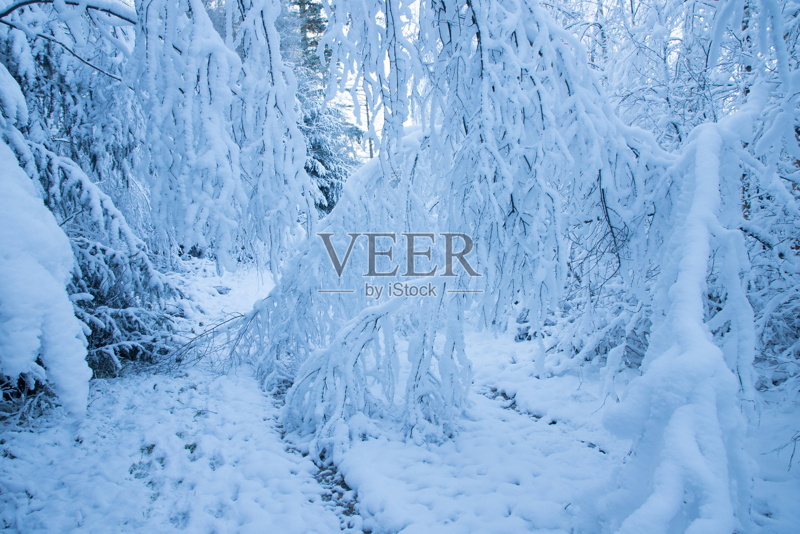 森林中树木上厚厚的雪层，寒冷的冬日，梦幻般的冬季仙境照片摄影图片