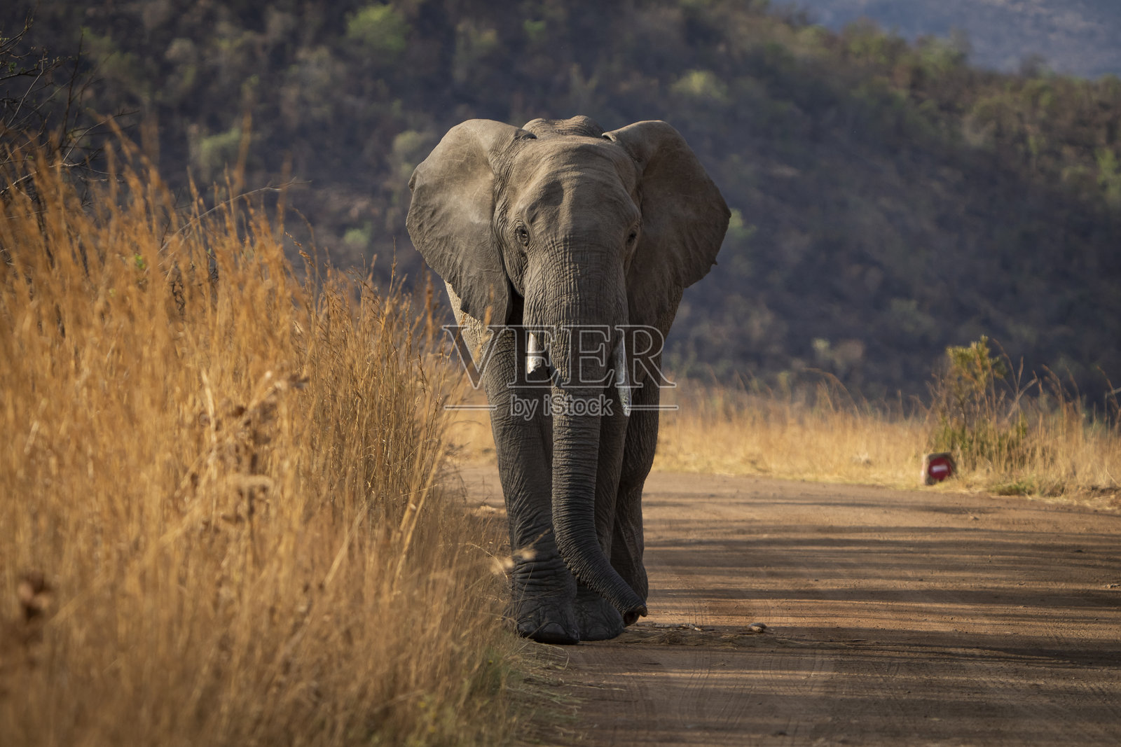 一头巨大的公象在路上行走，拍摄于非洲灌木丛中的野生动物园游览。照片摄影图片