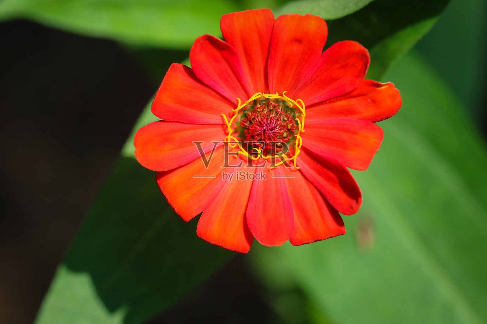 鲜艳的红花照片摄影图片