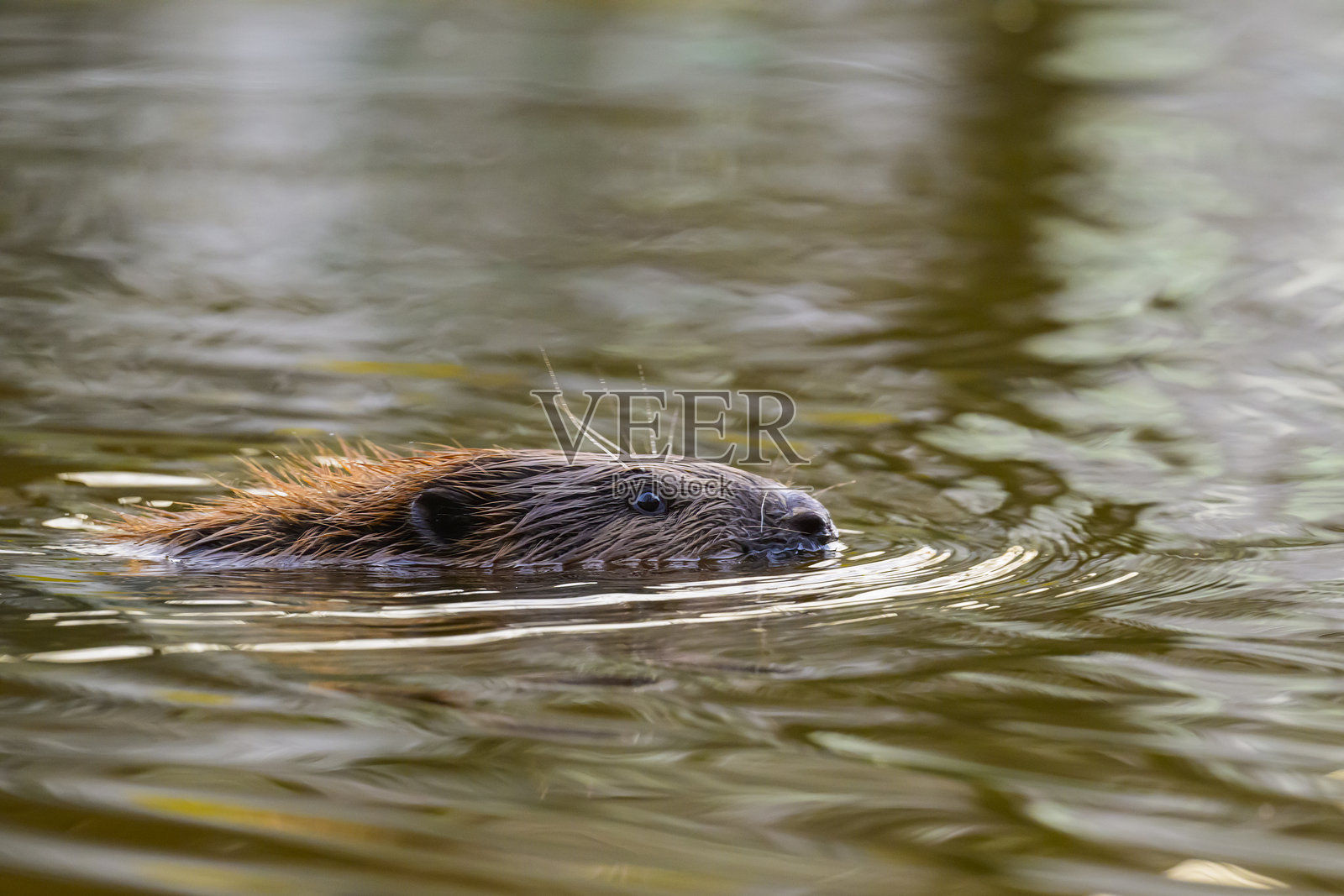 野生海狸在觅食并清理毛发照片摄影图片