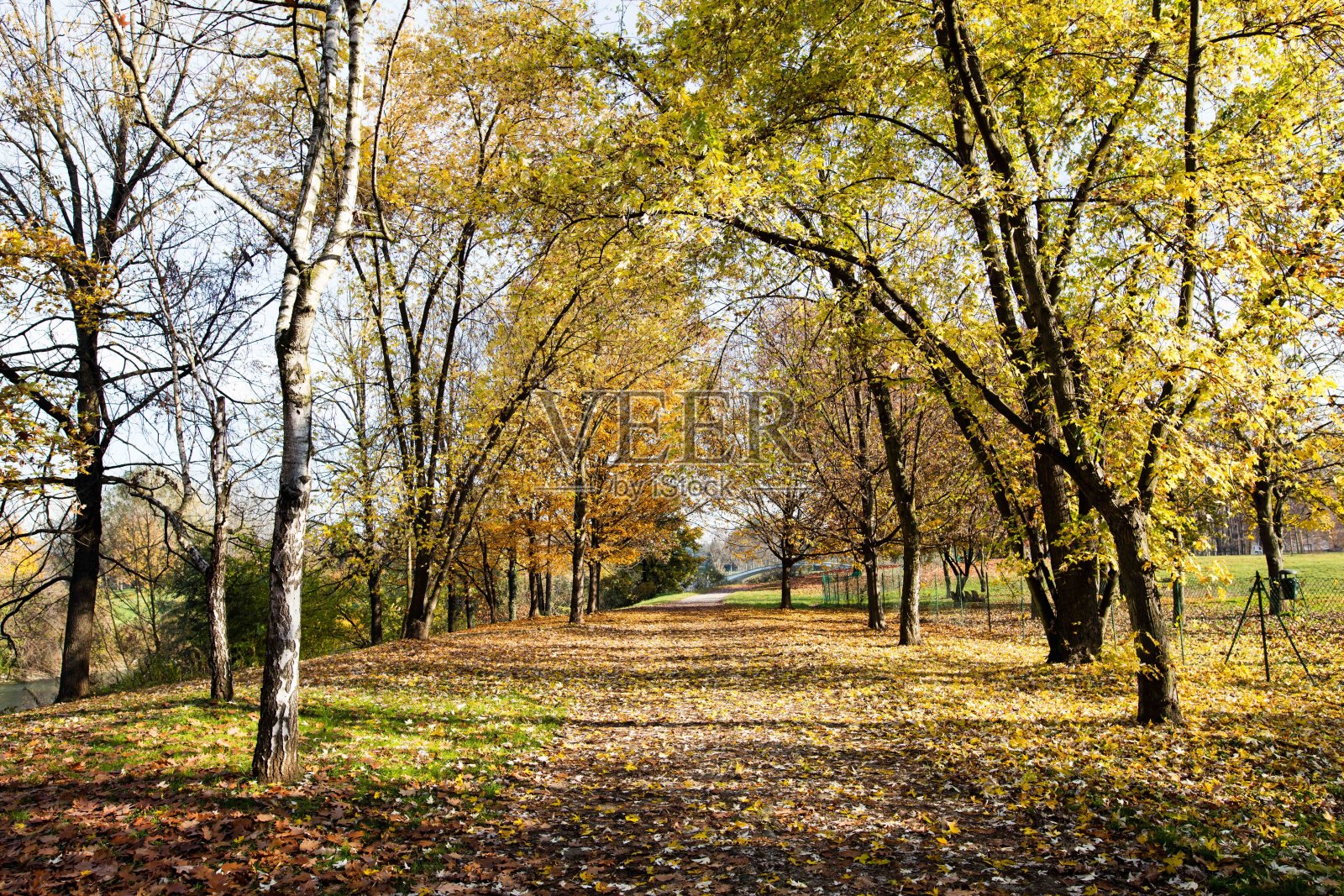 公共公园中的树叶。照片摄影图片