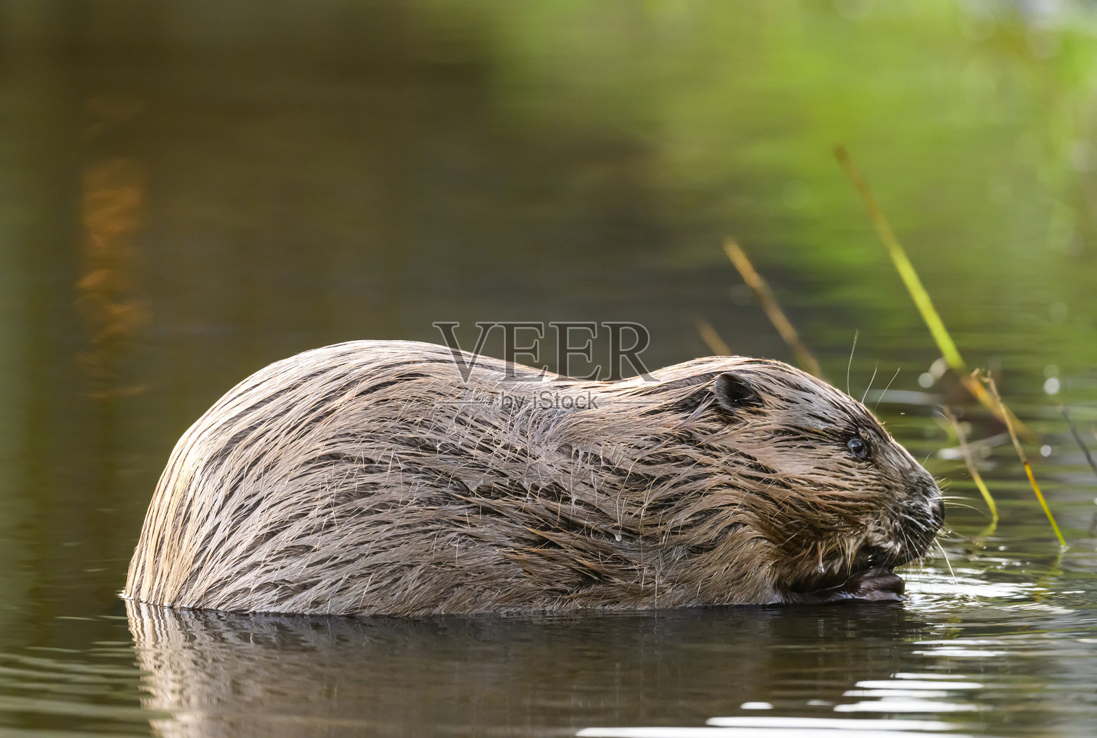 野生海狸在觅食并清理毛发照片摄影图片