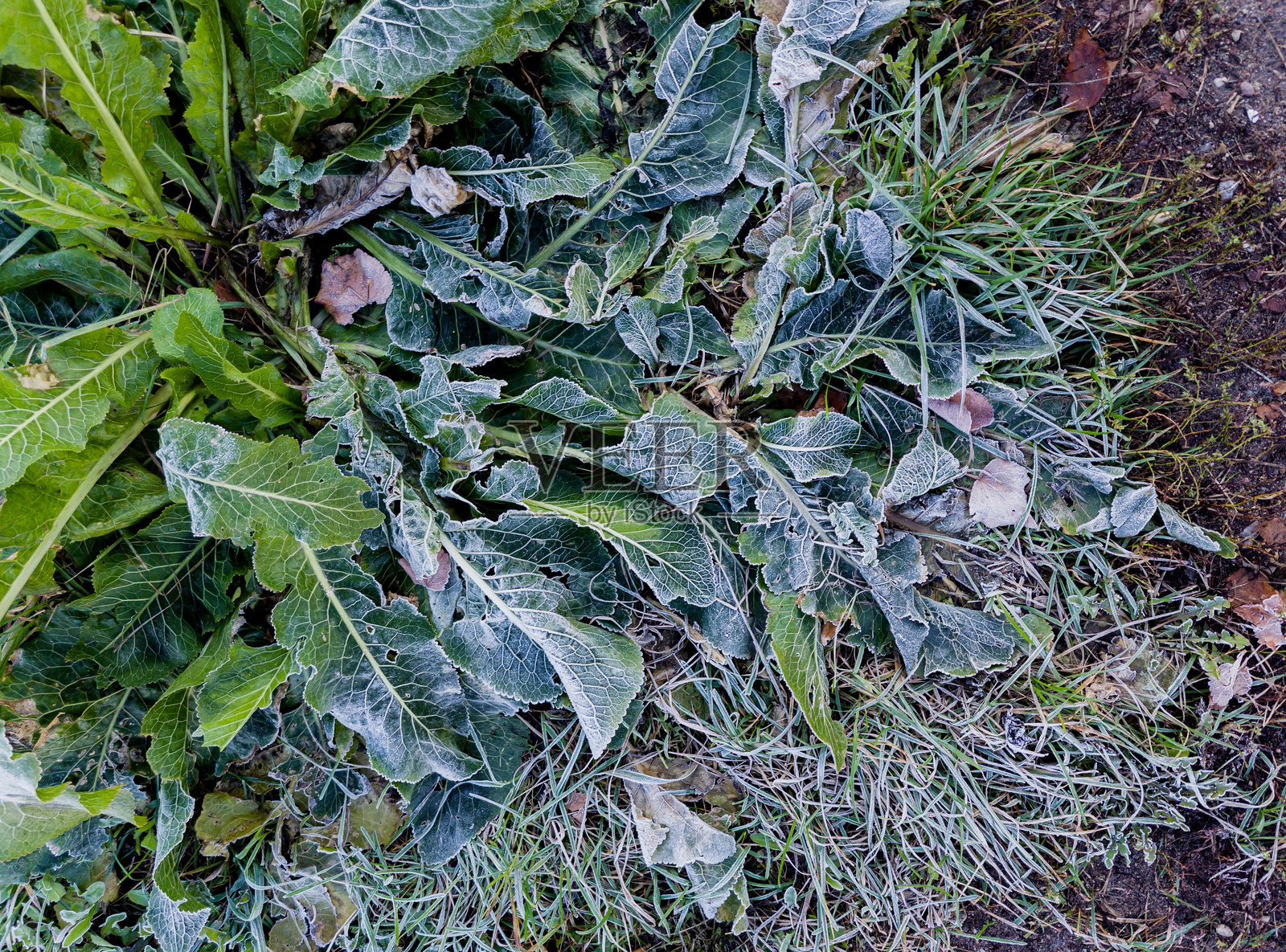 草地上覆盖着细腻的霜冻照片摄影图片