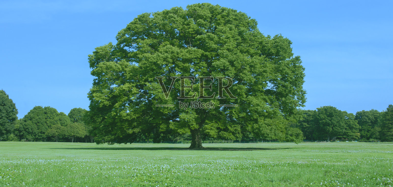 绿色树木横幅照片摄影图片