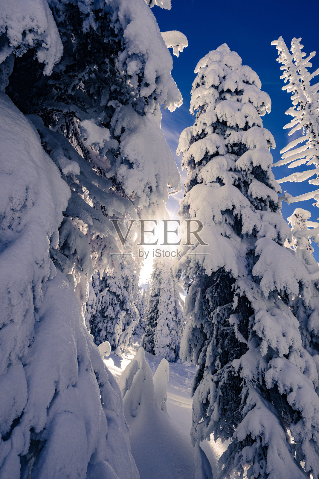 冬季雪景照片摄影图片