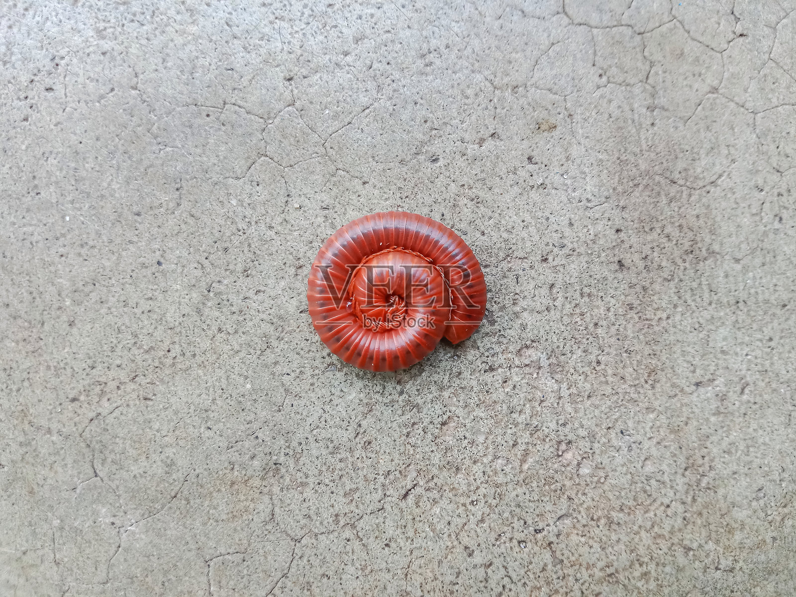 蜈蚣蜷缩在地板上。红锈蜈蚣（Trigoniulus corallinus），有时被称为锈色蜈蚣或常见亚洲蜈蚣，是一种蜈蚣物种。照片摄影图片