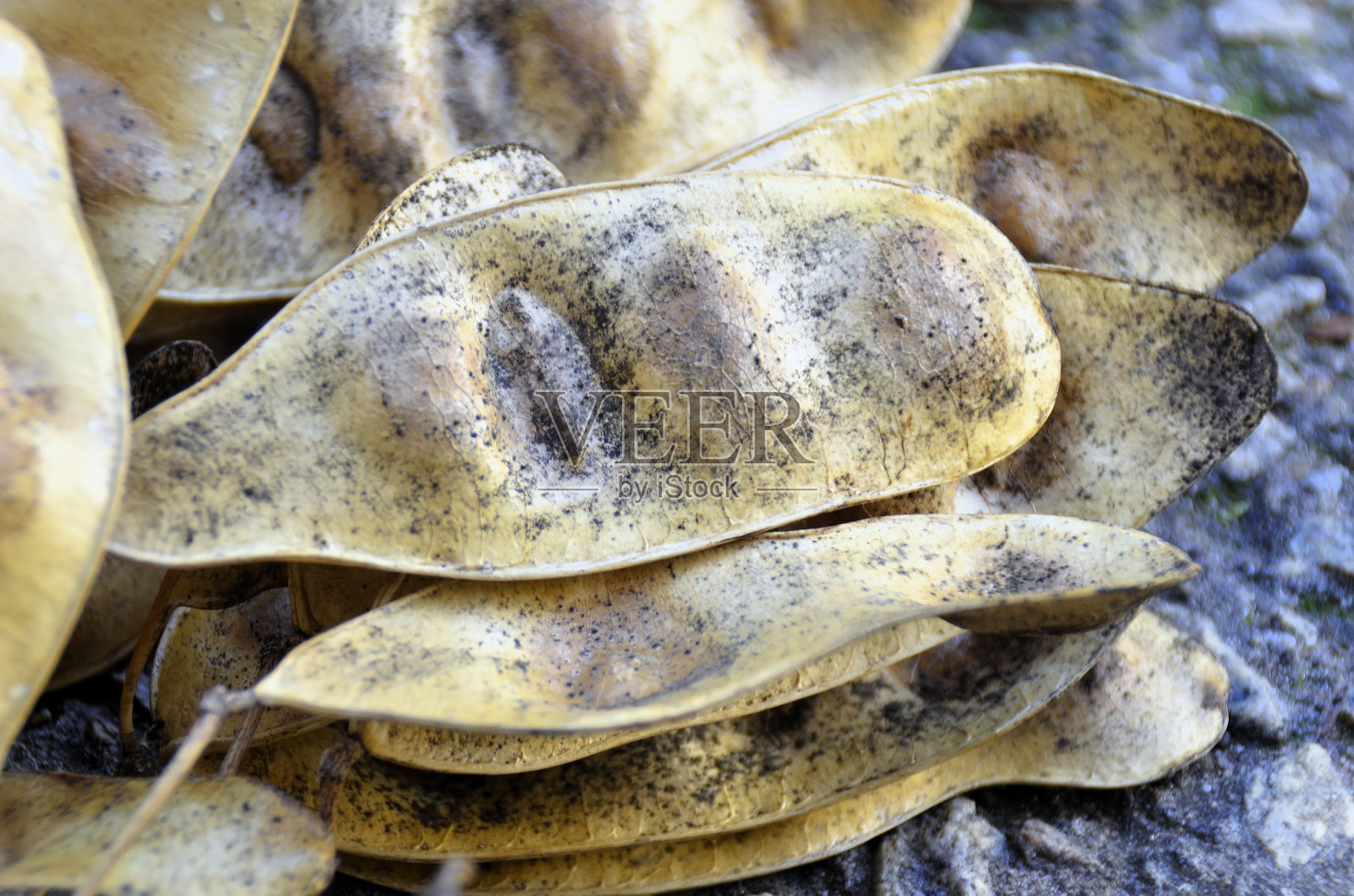 地面上躺着的合欢树荚的细节照片摄影图片