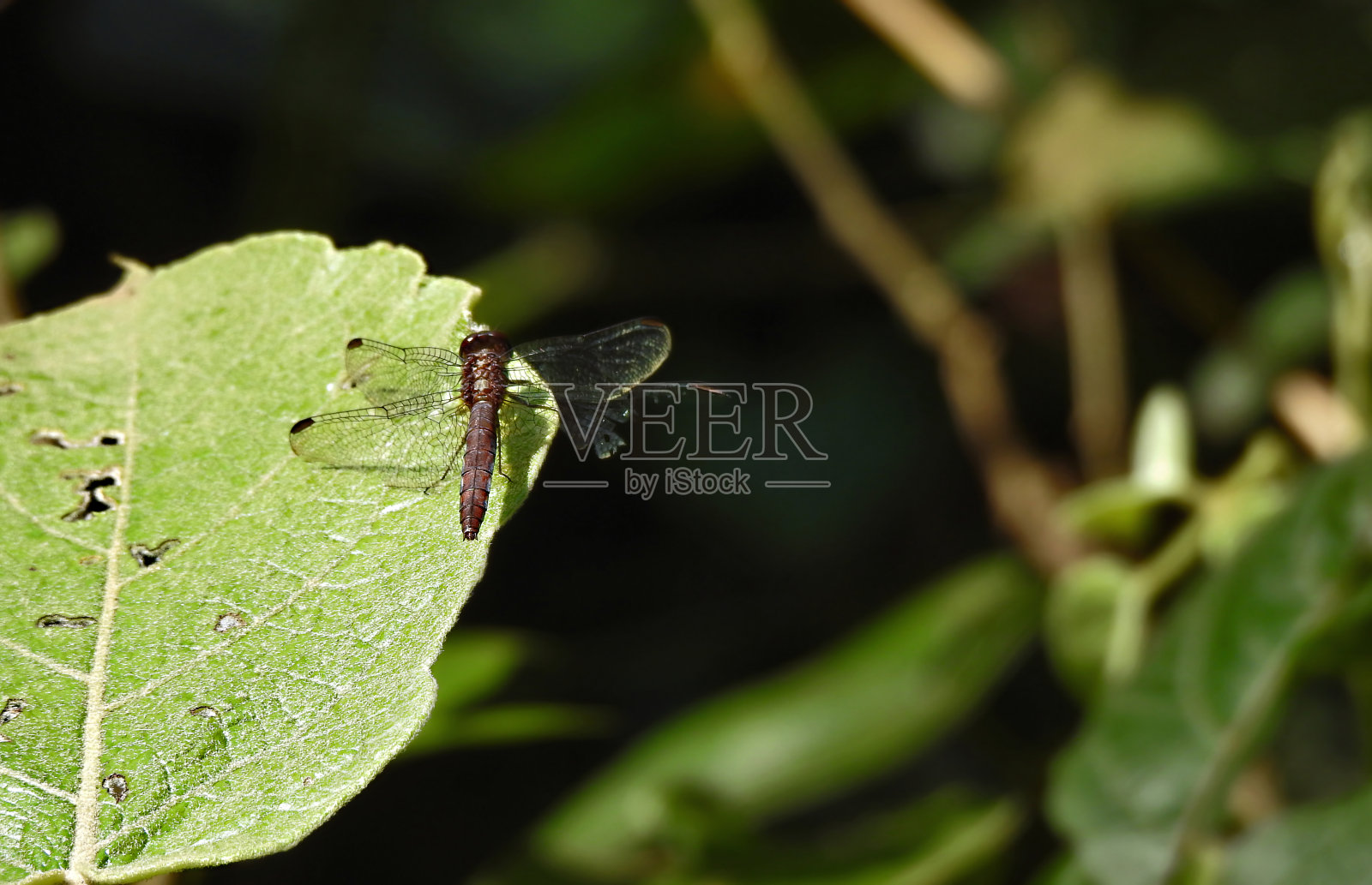 常见的蜻蜓（Pantala flavescens）照片摄影图片