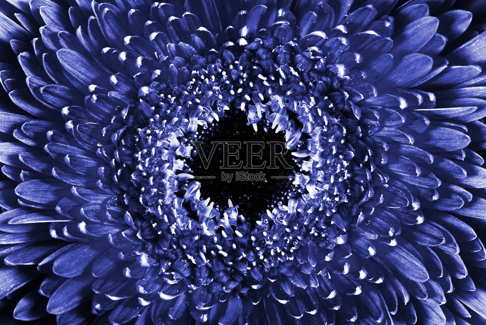 蓝色菊花纹理背景照片摄影图片