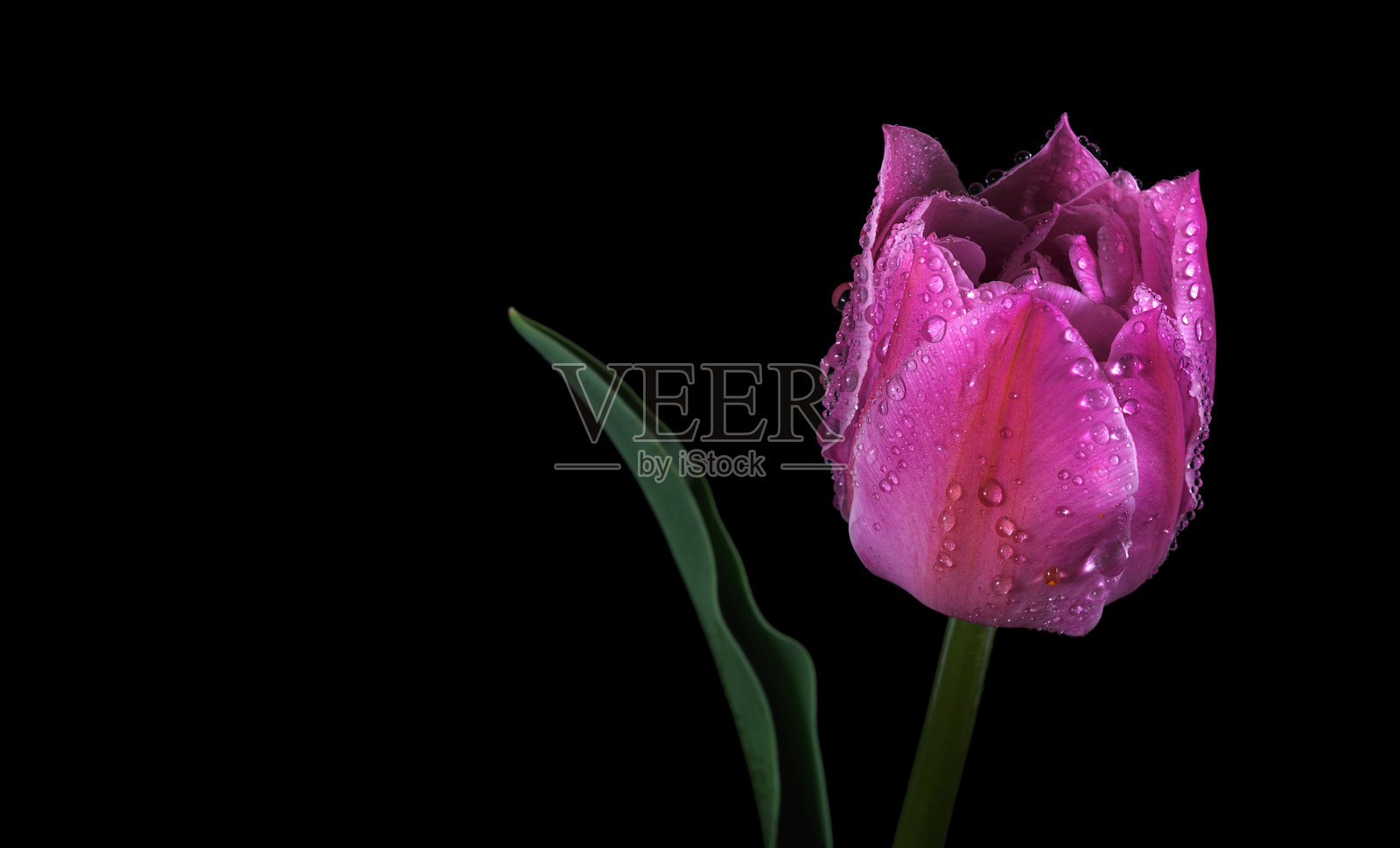 美丽的紫色郁金香上沾满水滴，背景为黑色照片摄影图片