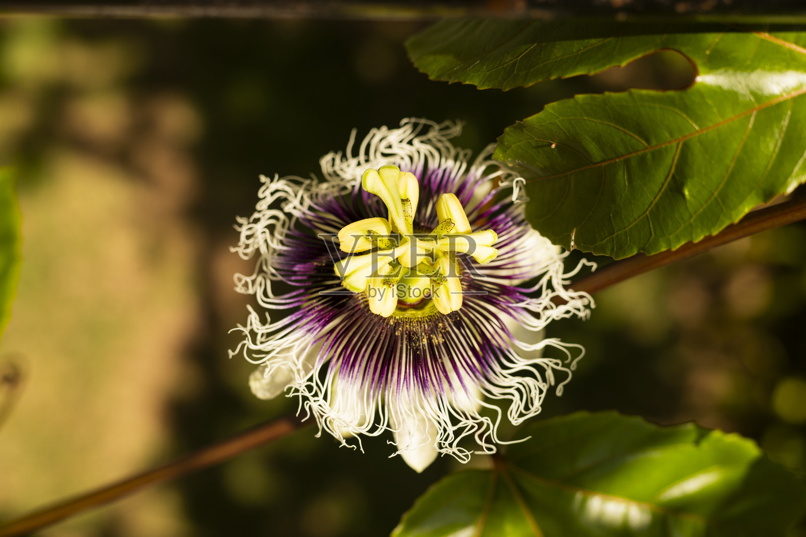 热情花与热情果叶和戏剧性的阳光照片摄影图片