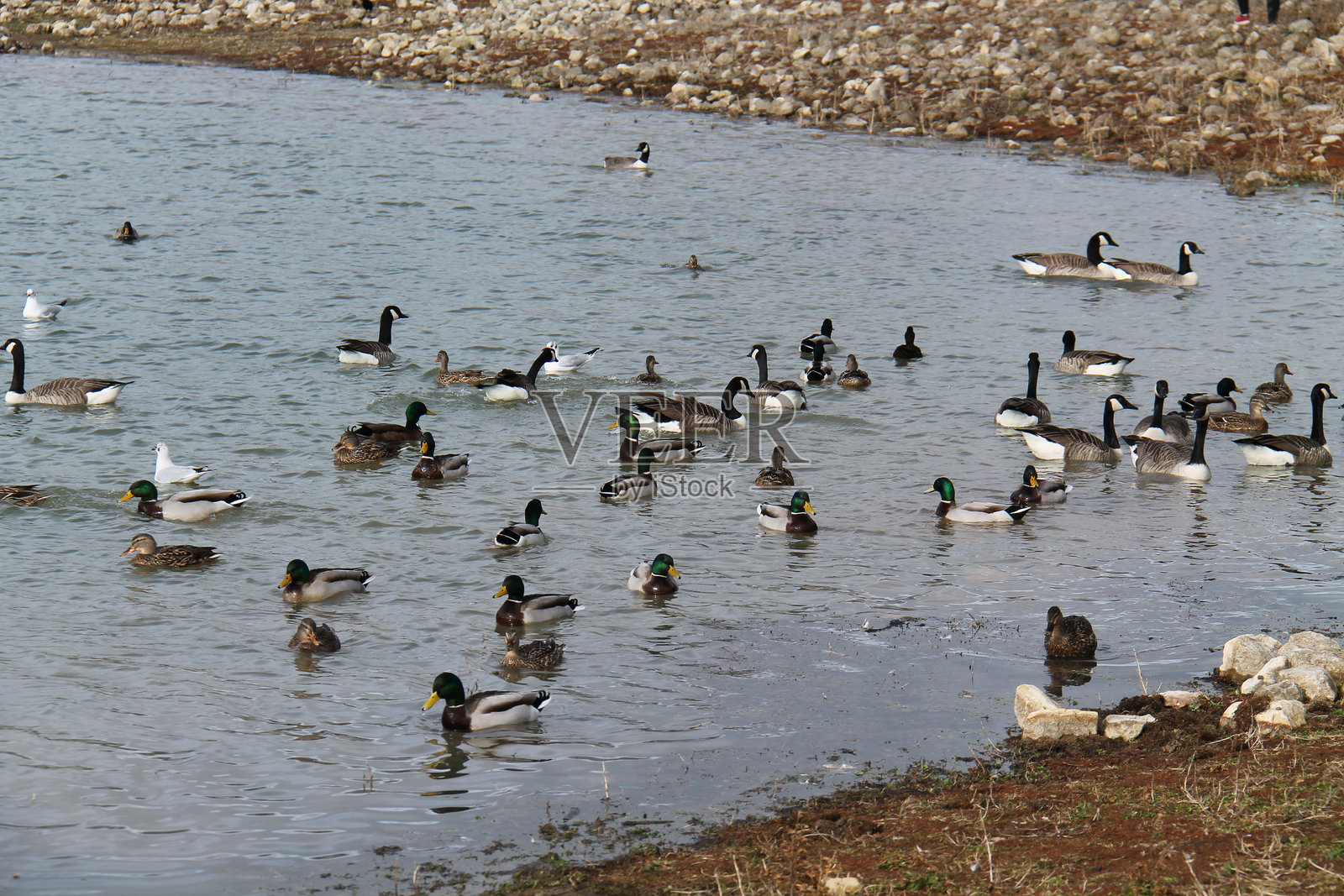 鸭子和鹅的集合。照片摄影图片