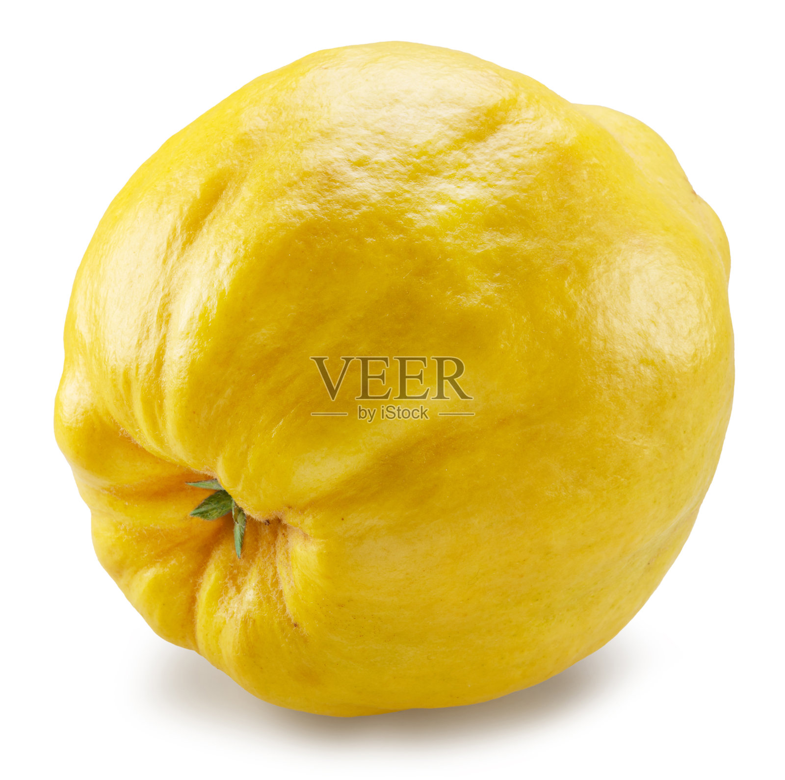 白色背景下的隔离榅桲底部视图。文件包含剪切路径。照片摄影图片