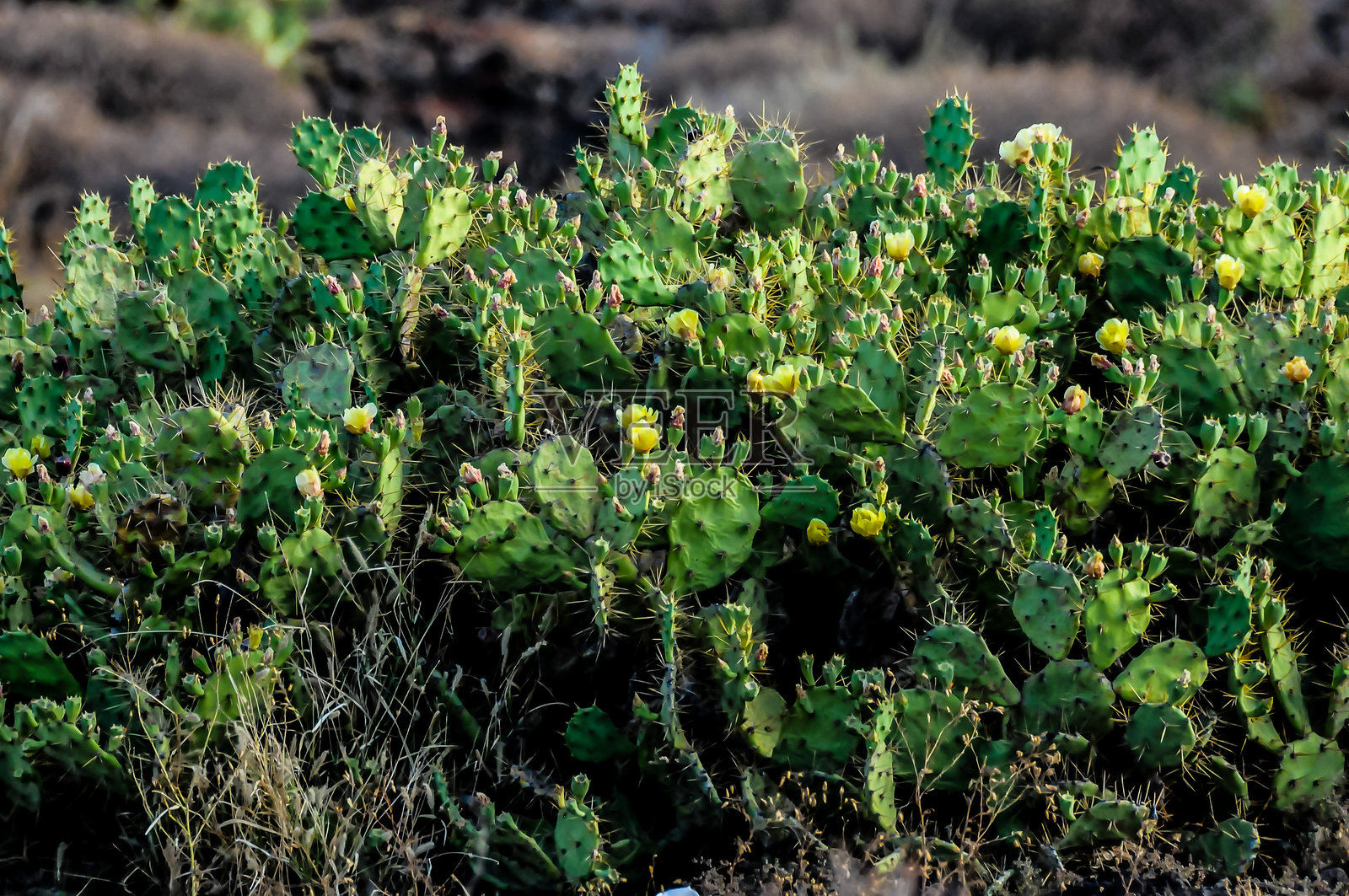 一片绿色仙人掌植物，开着黄色花朵。照片摄影图片