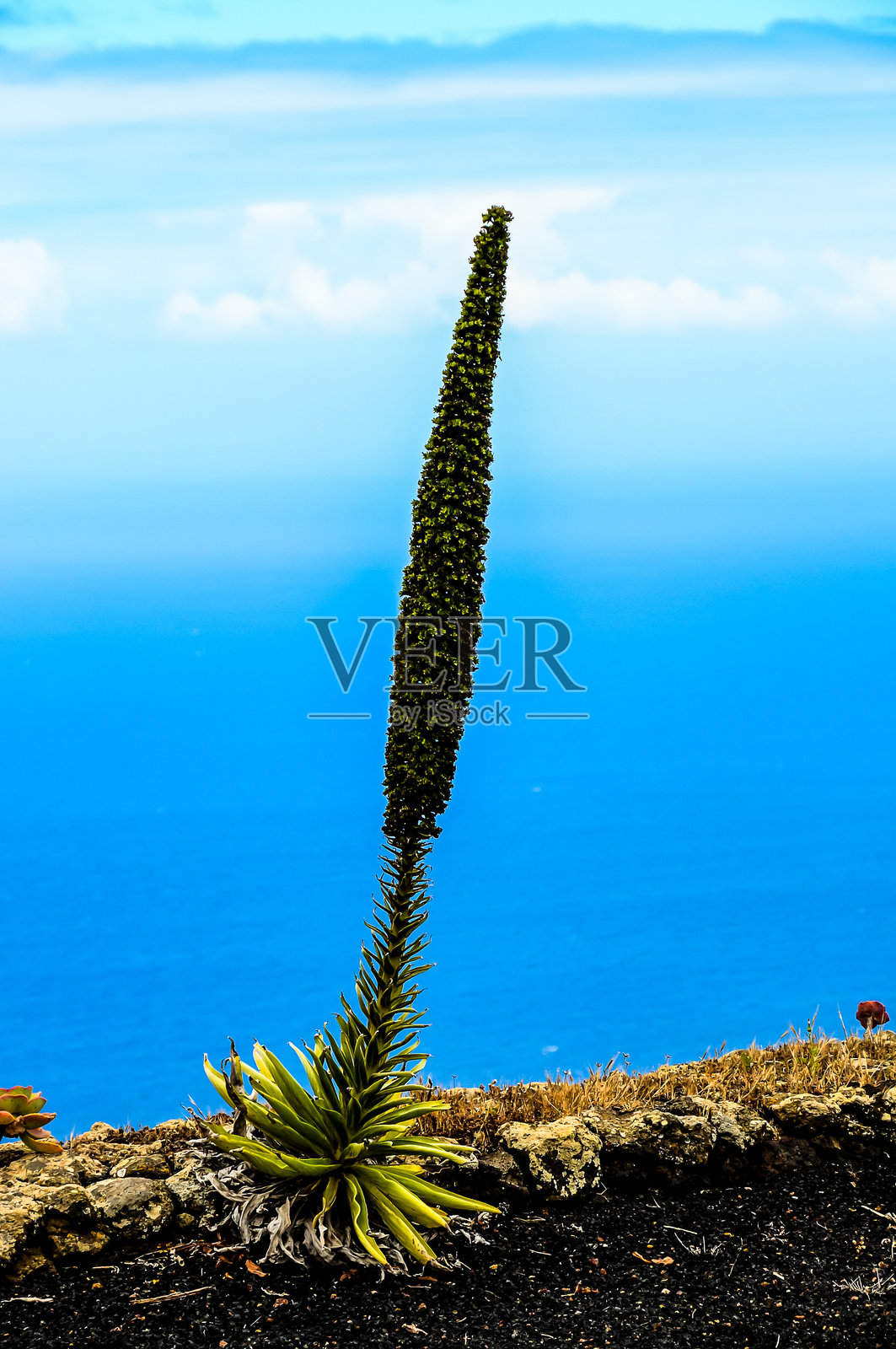 一株高大的绿色植物矗立在蓝色海洋前。照片摄影图片