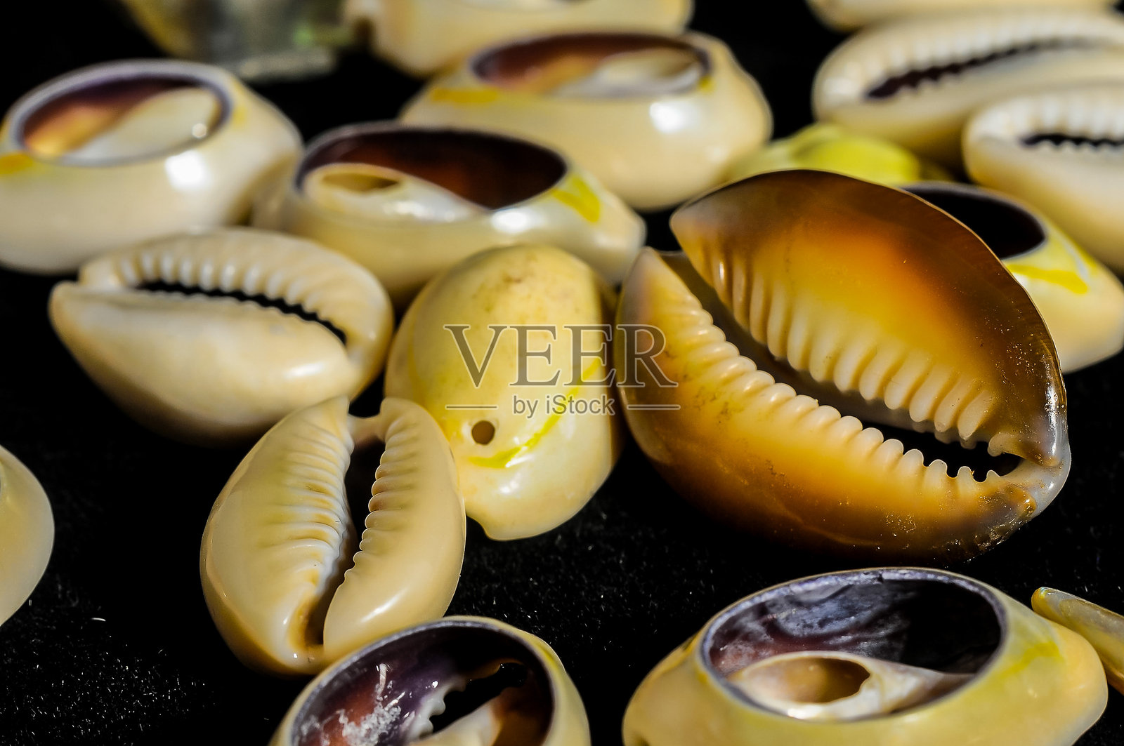 一组带有黄色和棕色图案的贝壳照片摄影图片