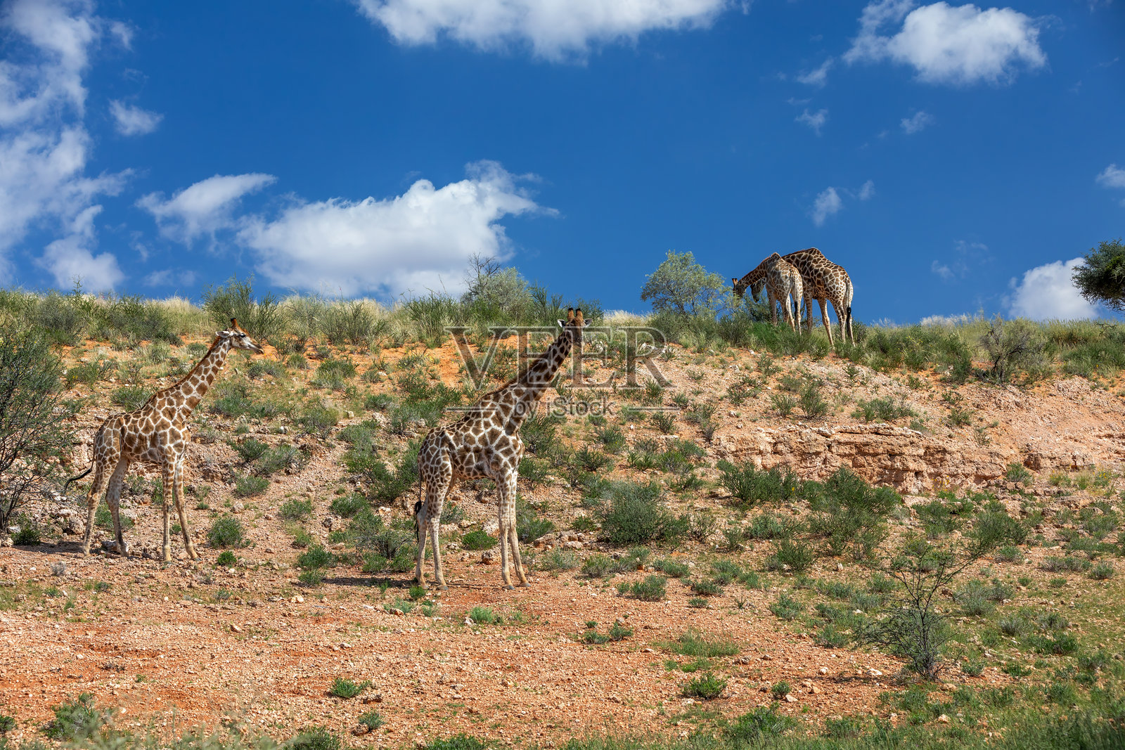 可爱的安哥拉长颈鹿（Giraffa camelopardalis angolensis），卡拉哈里，南非野生动物照片摄影图片
