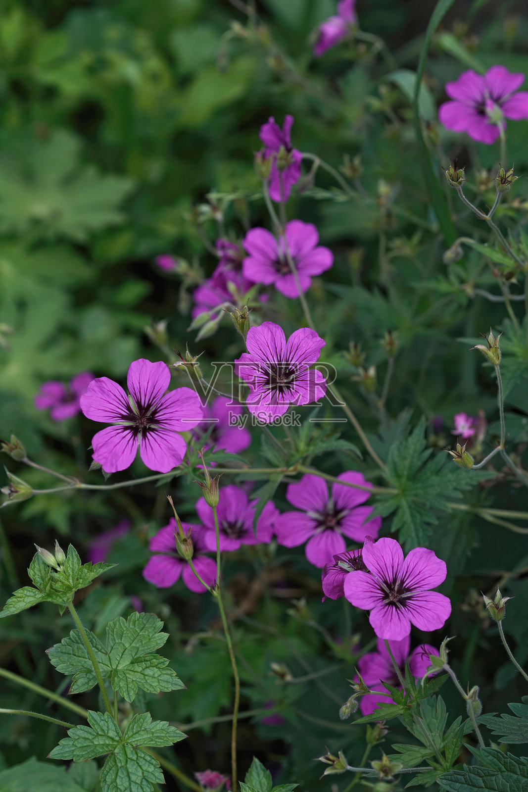 自然环境中的鲜艳紫色天竺葵花照片摄影图片