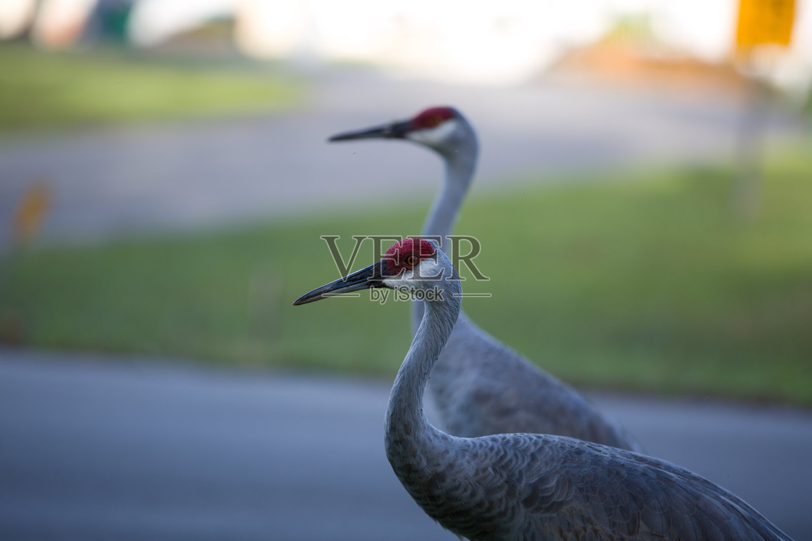 佛罗里达州德尔托纳社区的沙丘鹤照片摄影图片