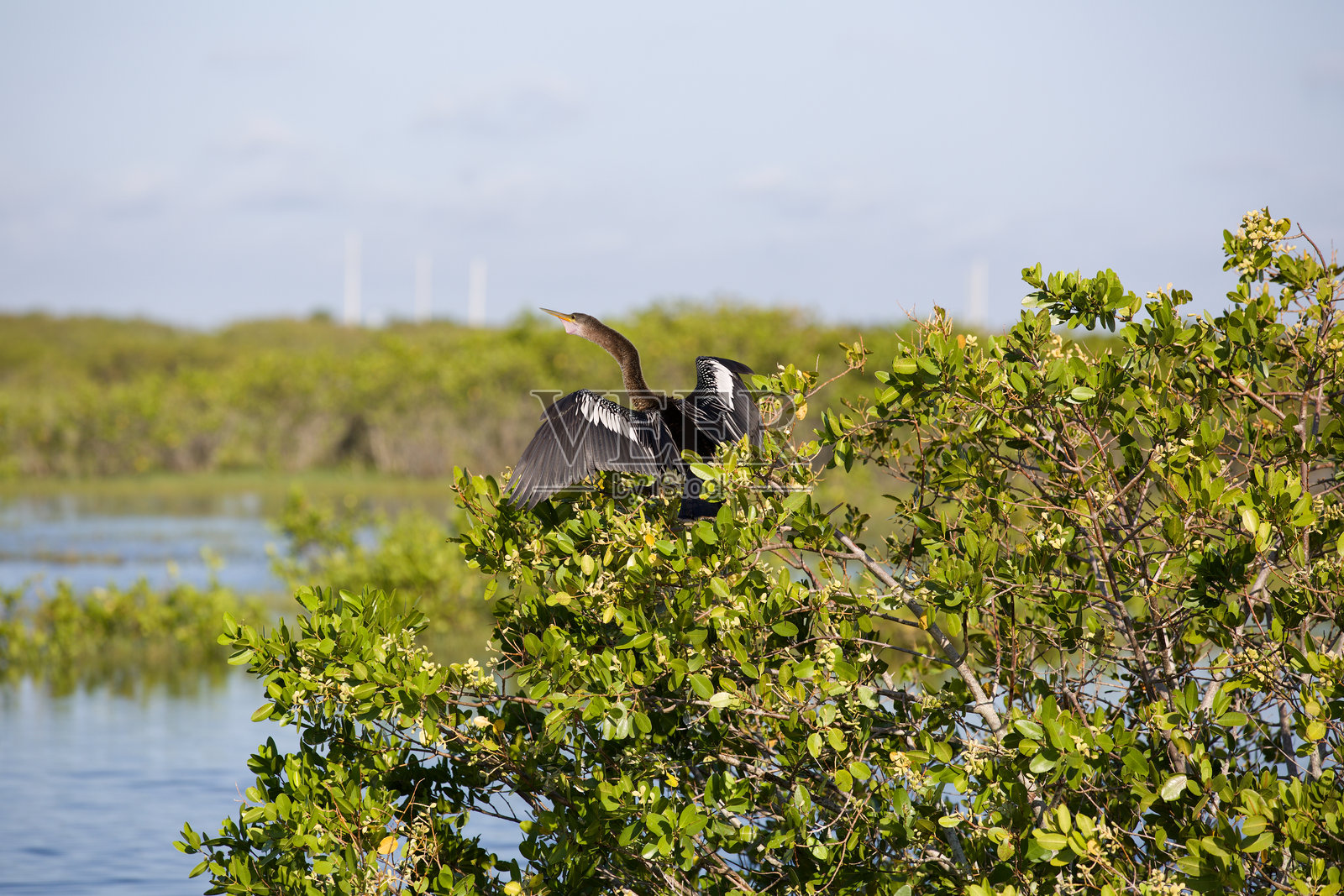 在梅里特岛国家野生动物保护区栖息的安赫尔鸟照片摄影图片