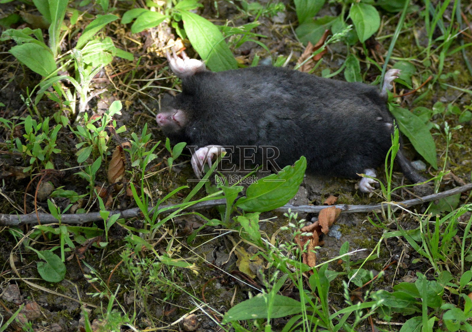草地上的黑色鼹鼠照片摄影图片