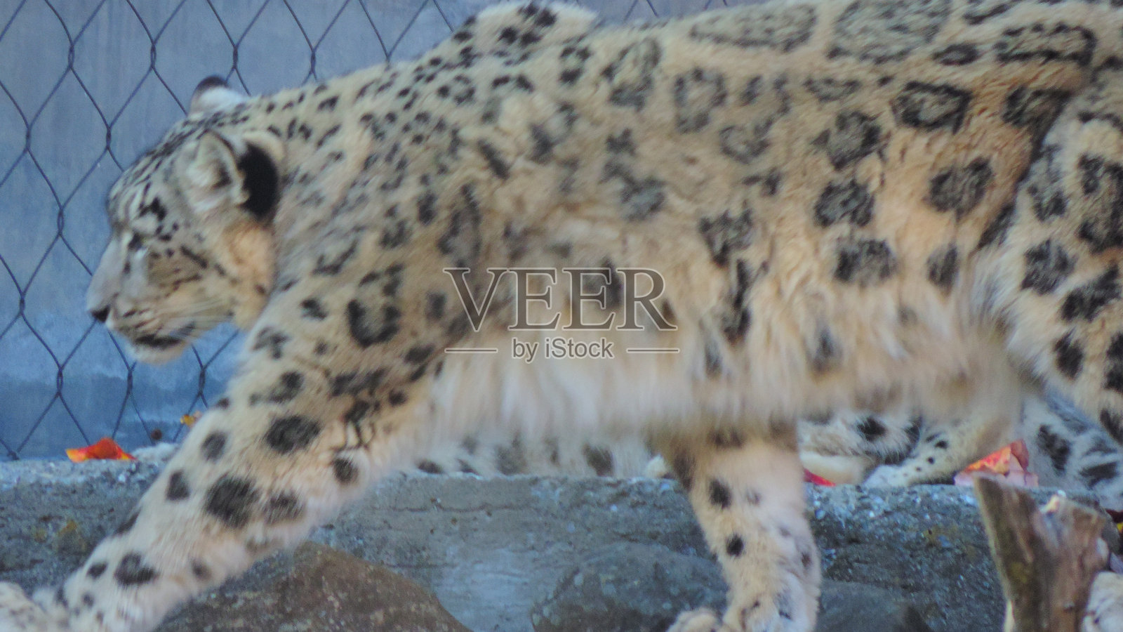 雪豹照片摄影图片