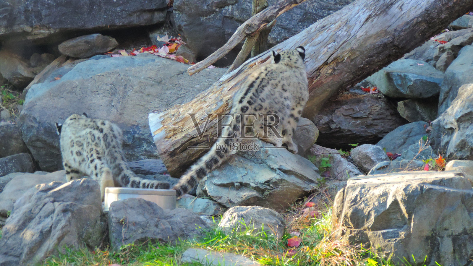 雪豹照片摄影图片