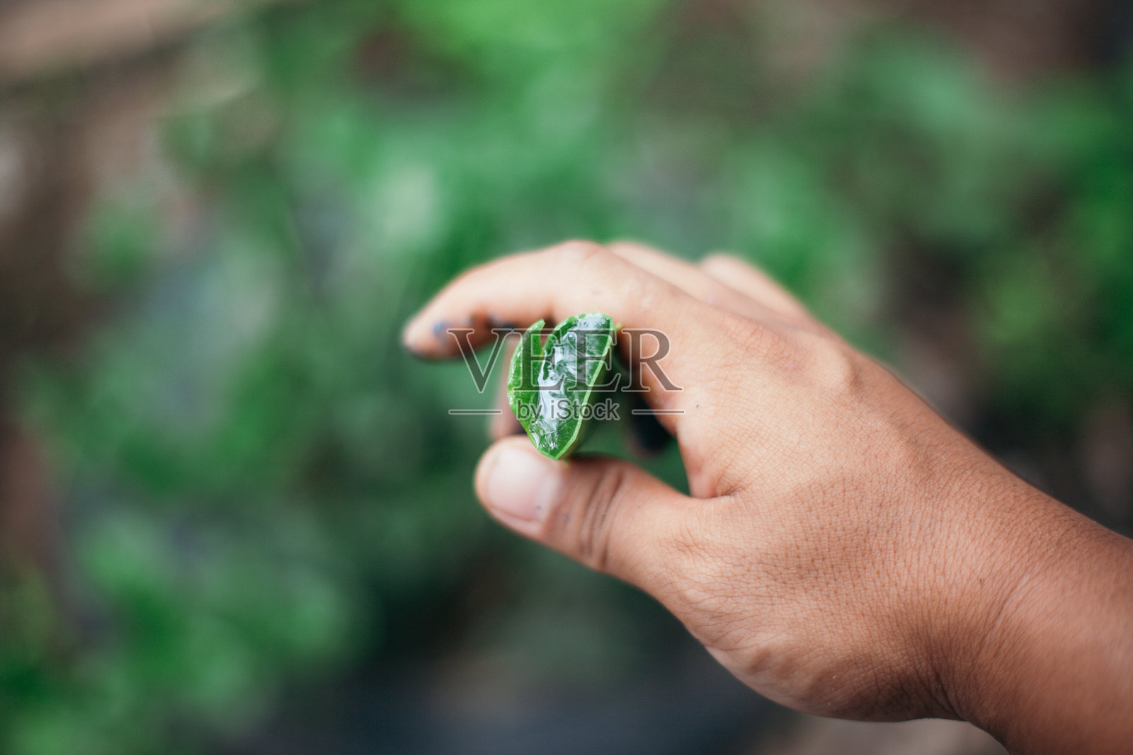 手中握着芦荟照片摄影图片