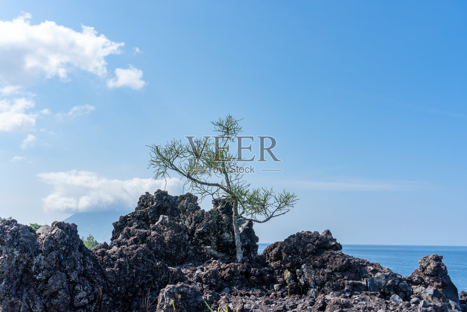 虎刺梅植物自然生长照片摄影图片