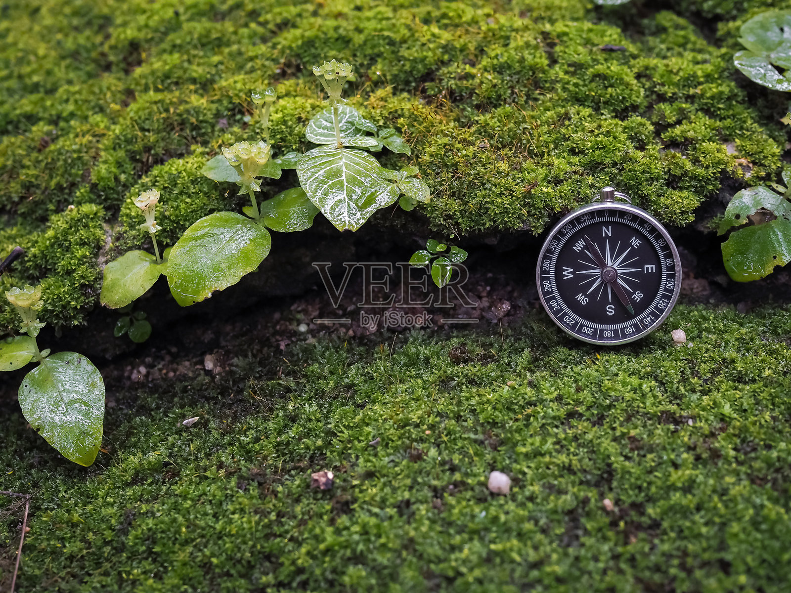 岩石上的指南针，背景是绿色苔藓。世界旅游日的概念，寻找正确的方向和旅行。照片摄影图片