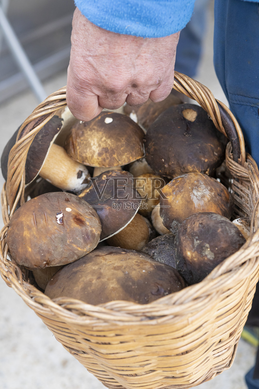黑松露菌，通常被称为黑色牛肝菌、青铜牛肝菌或女王牛肝菌，放在篮子里照片摄影图片