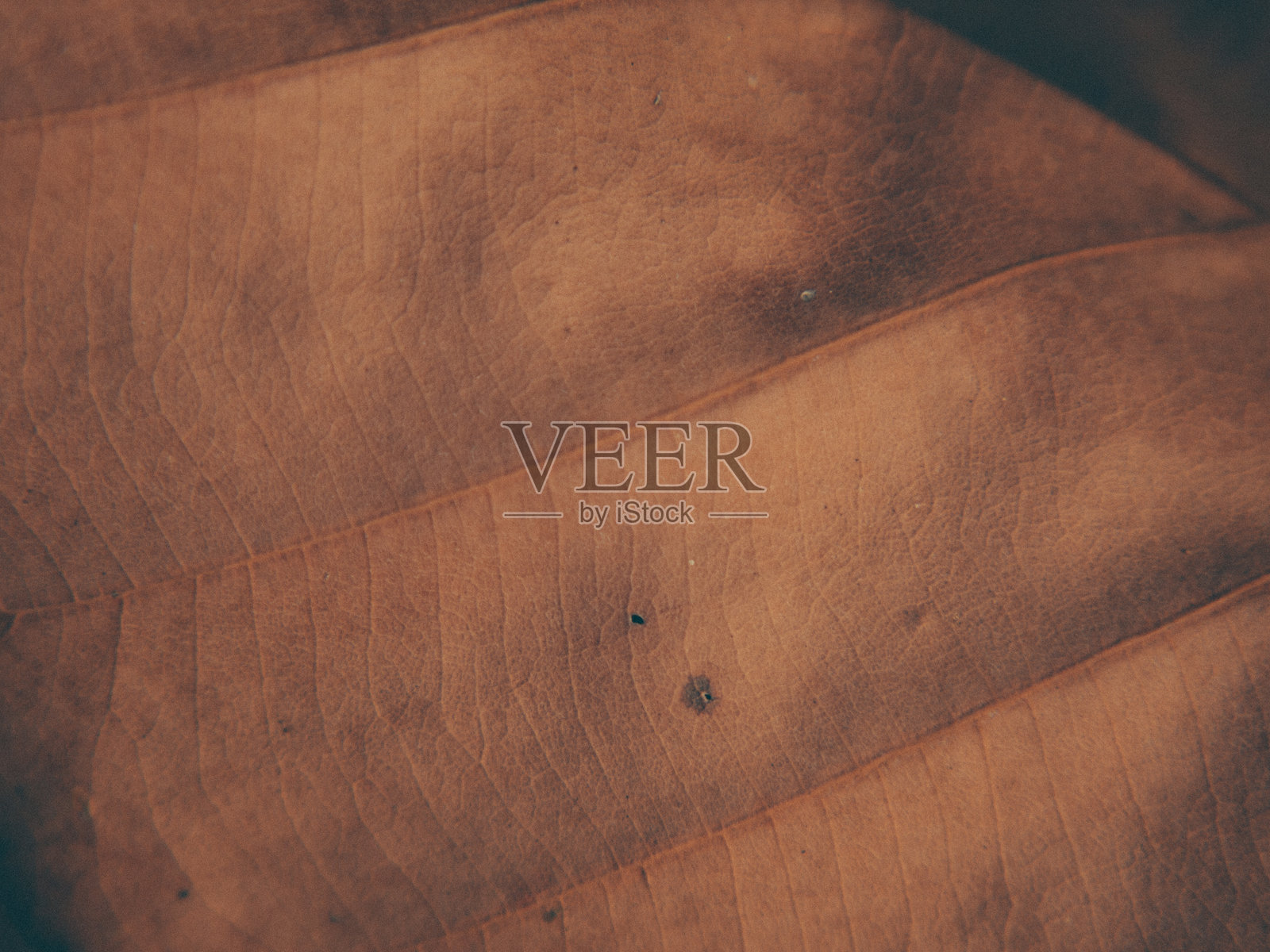 叶子图案特写照片摄影图片