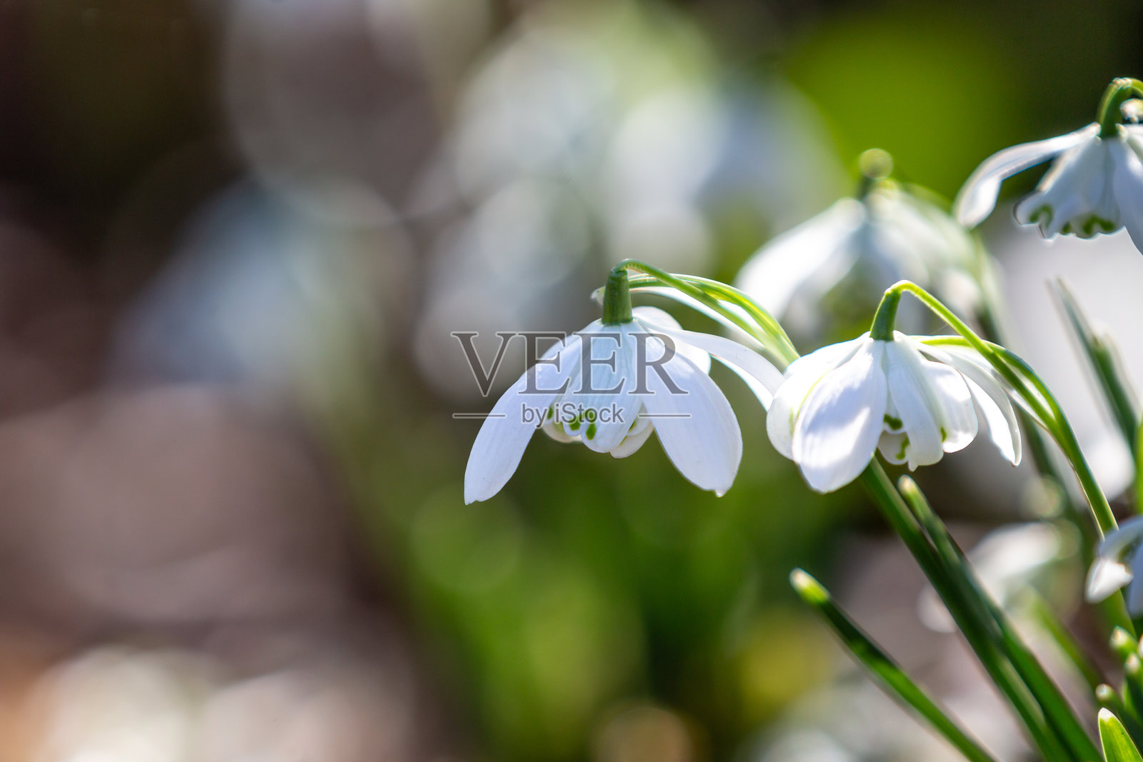 美丽的雪花莲在冬日阳光下绽放照片摄影图片