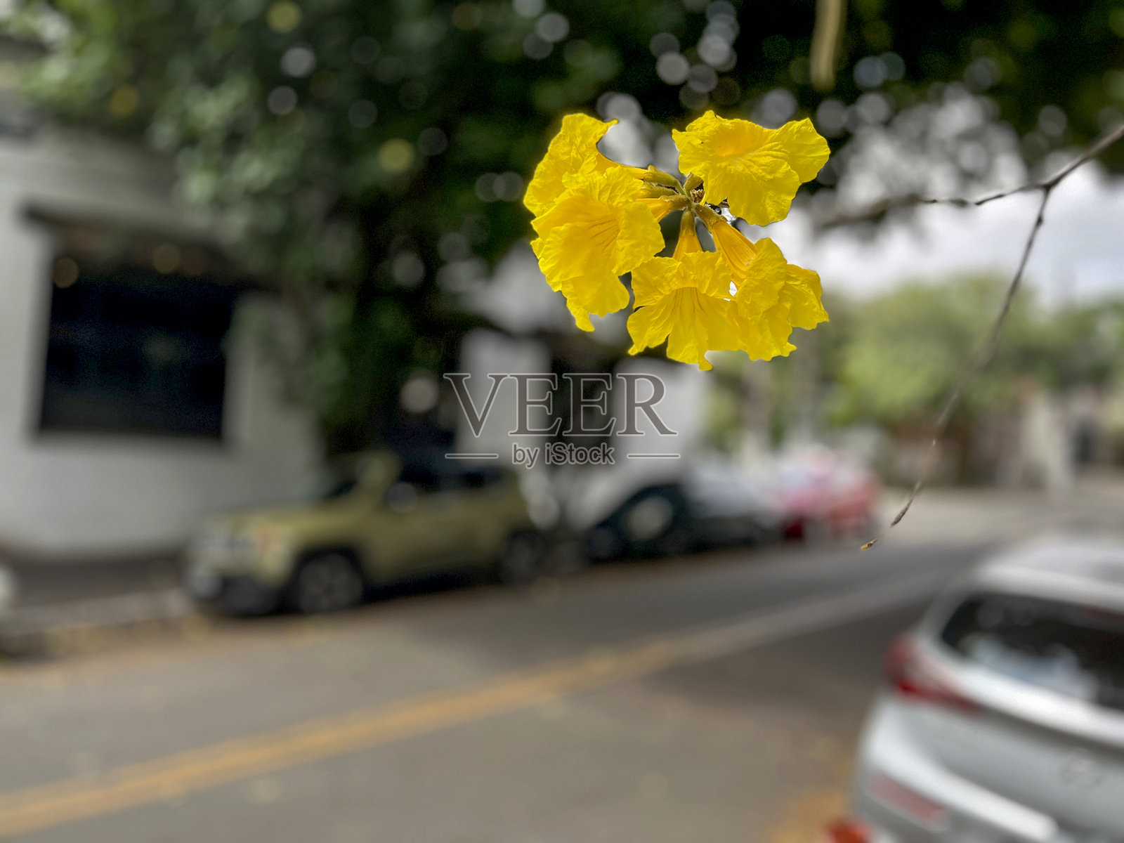 巴西街道上的黄花树照片摄影图片