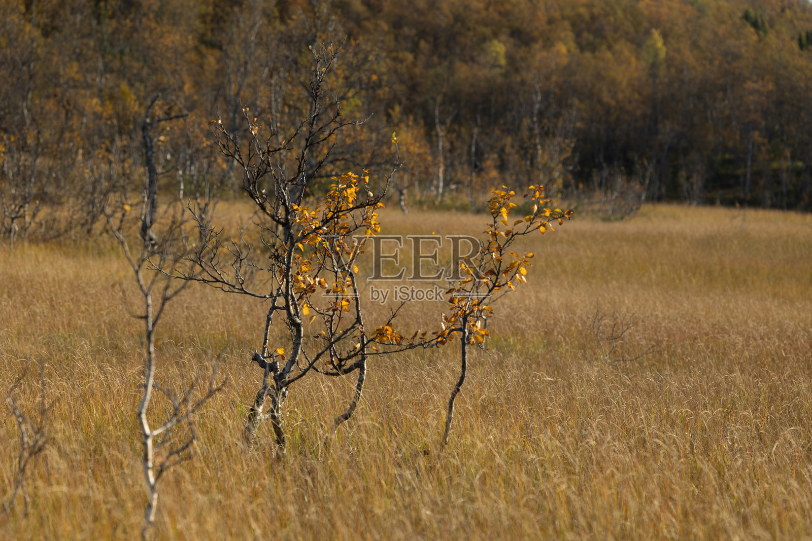 北挪威山坡上生长着本土植物的美丽秋季风景。照片摄影图片