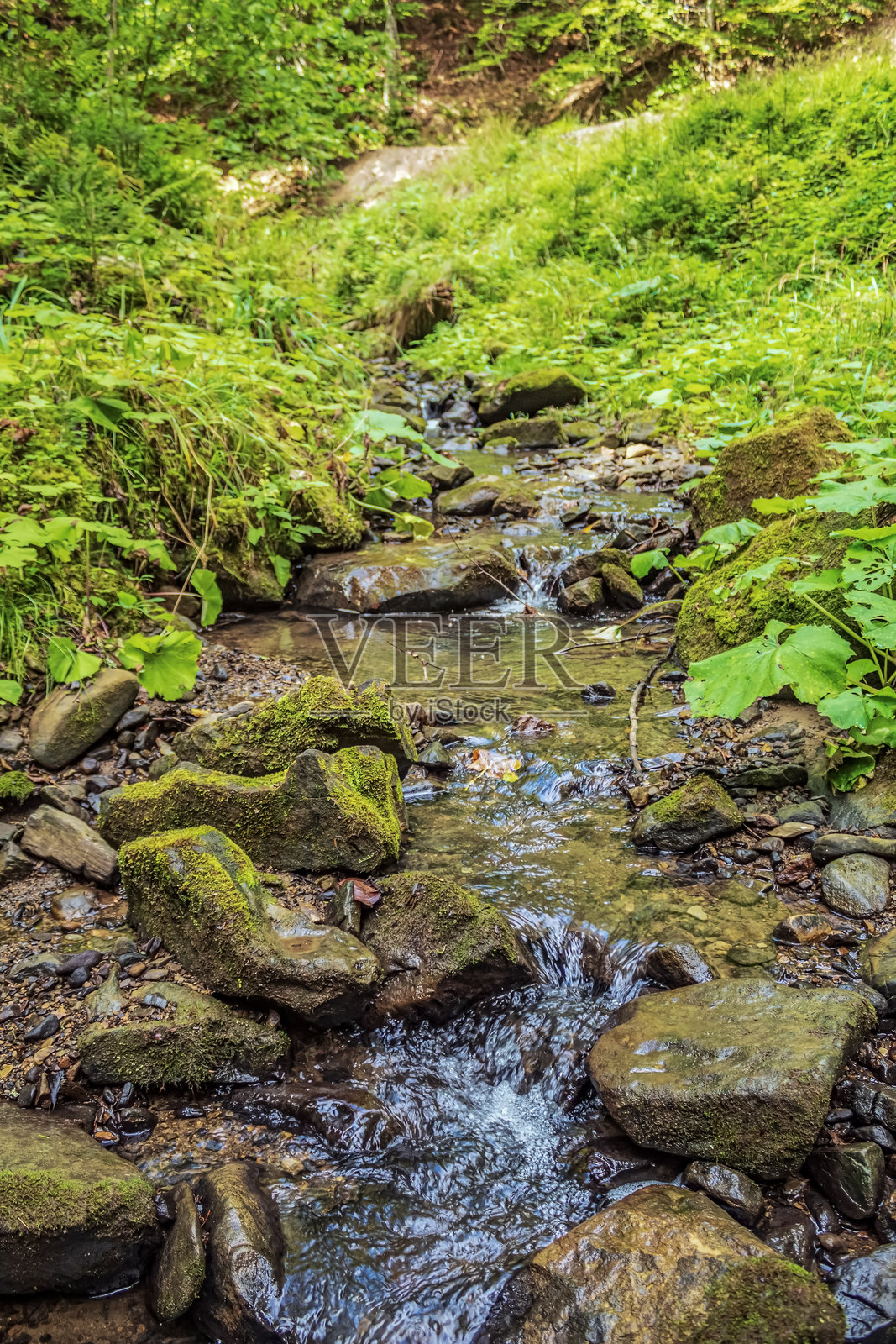 风景 - 森林 - 欧洲，罗马尼亚，苏恰瓦地区照片摄影图片