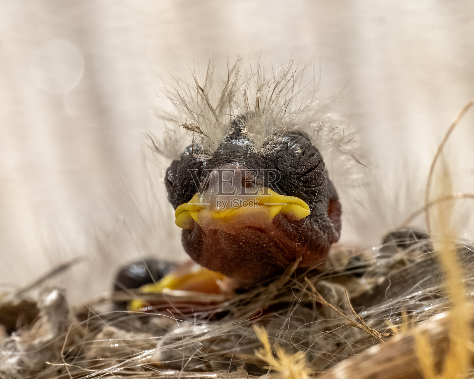 屋雀雏鸟照片摄影图片