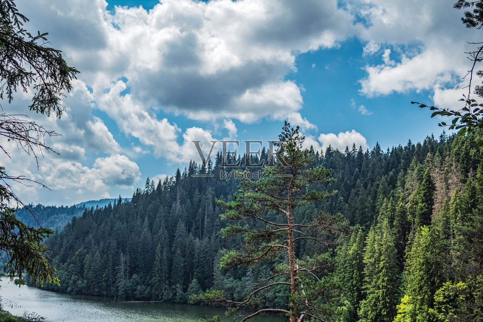 风景 - 森林 - 欧洲，罗马尼亚，苏恰瓦地区照片摄影图片