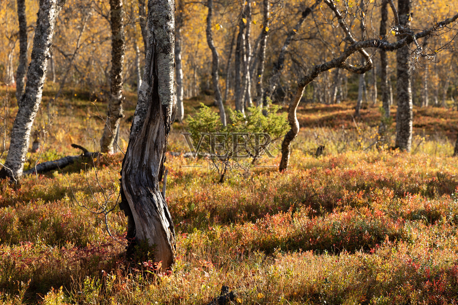 阳光明媚的秋季风景，明亮的黄色白桦树生长在挪威北部。照片摄影图片