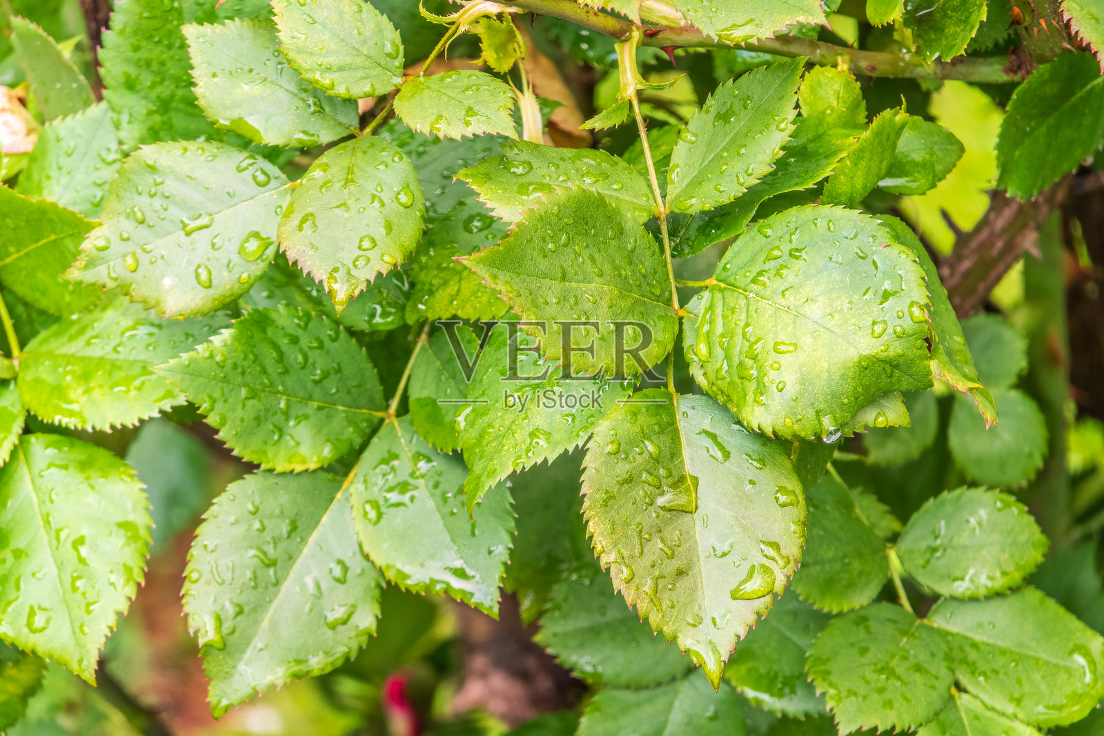 带水滴的玫瑰叶枝照片摄影图片