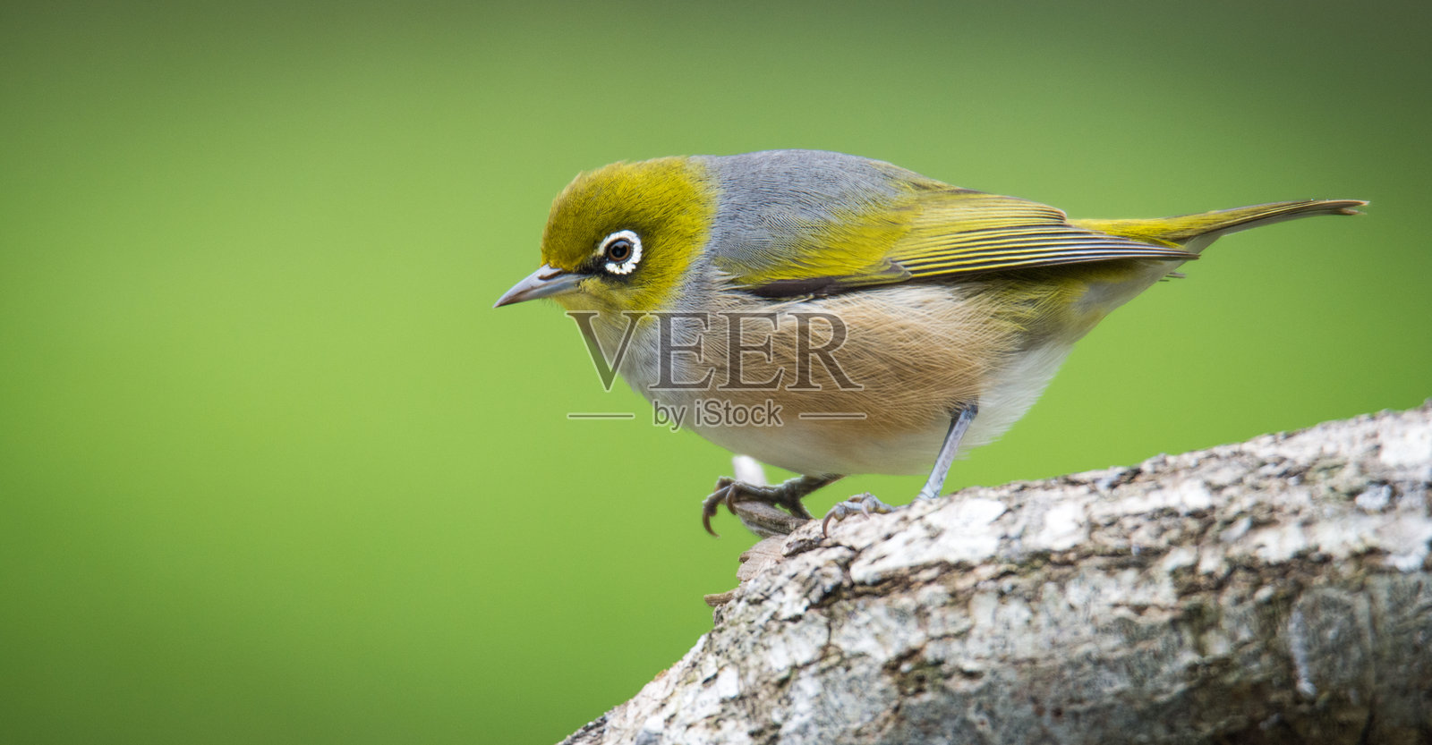 银眼鸟或蜡眼鸟照片摄影图片