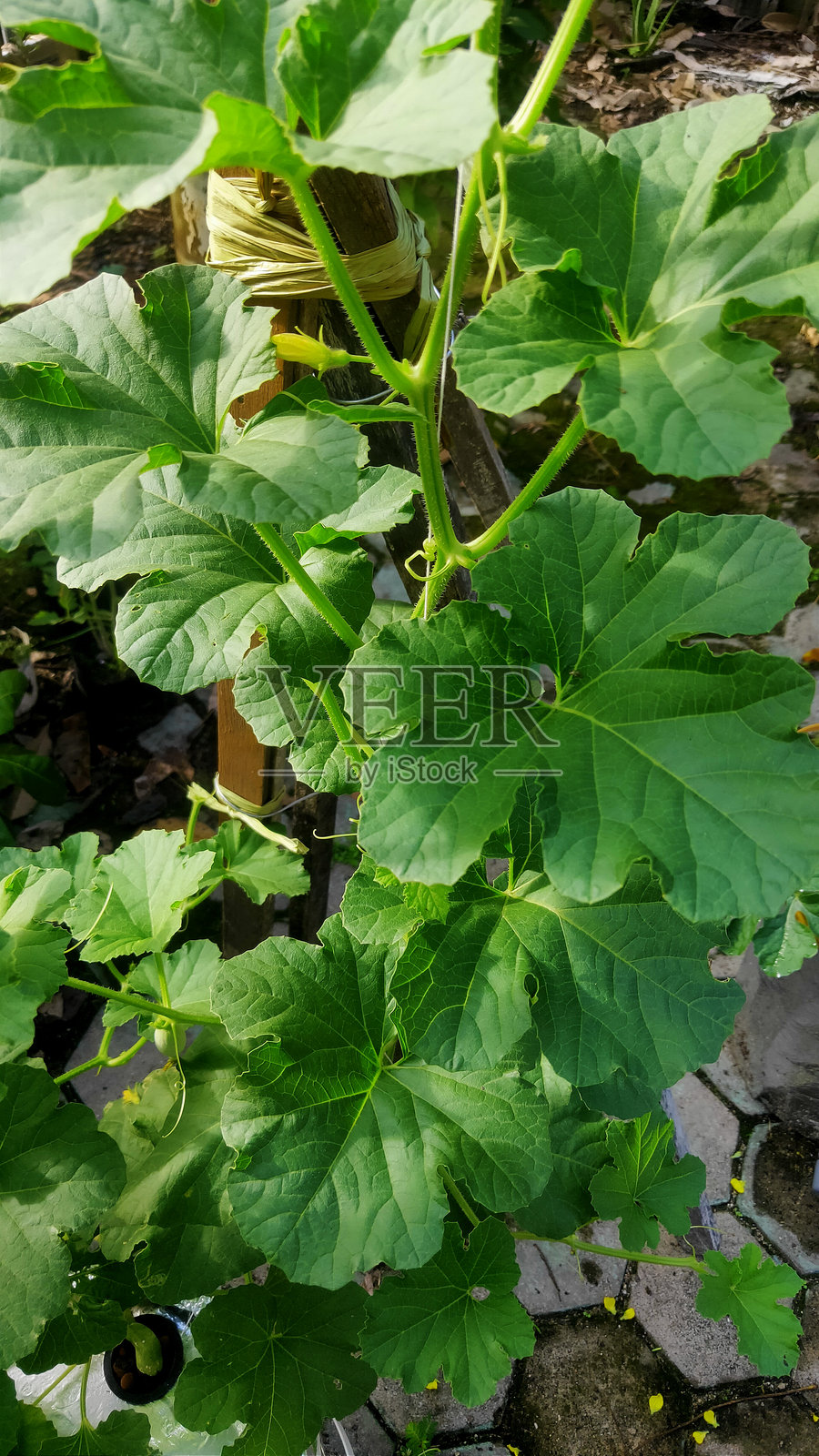 在深水系统中使用的灯芯瓜植物照片摄影图片
