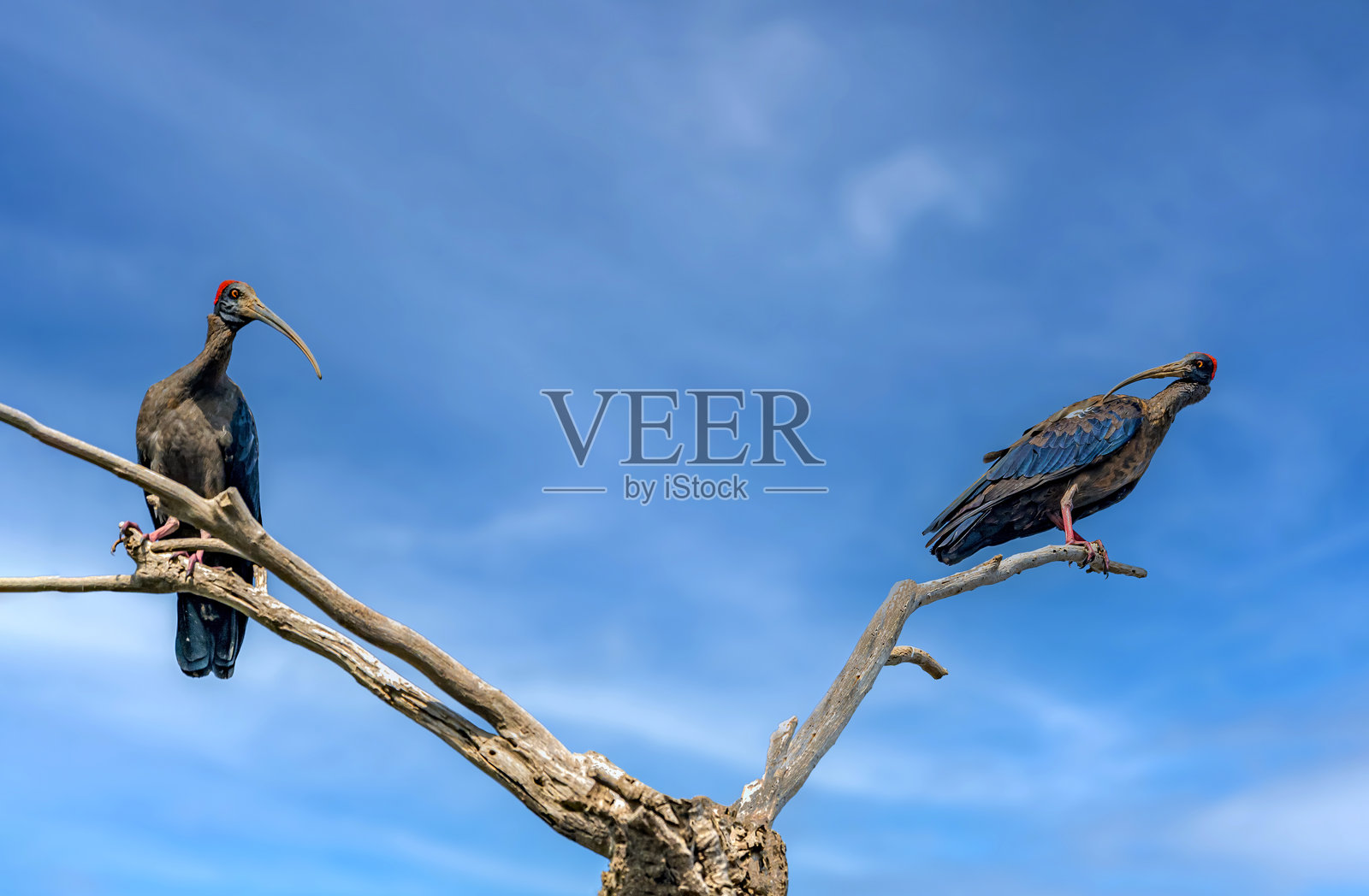 红颈鹮栖息地的美丽照片照片摄影图片